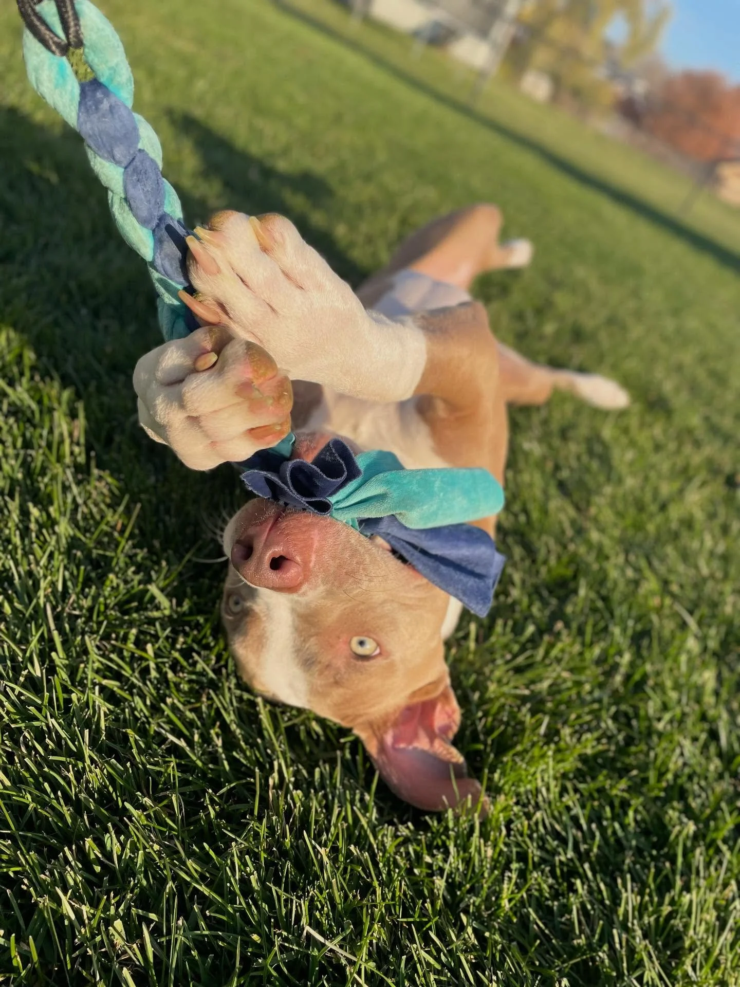 ❄️ Sadie&rsquo;s new favorite game will be put on pause with these cold temps&hellip;. But she&rsquo;s excited for the new adventures her first winter will bring!
.
.

💻 SSBoarding.net
Dog Boarding | Dog Training | Pet Sitting
.
.
.
#indianadogtrain