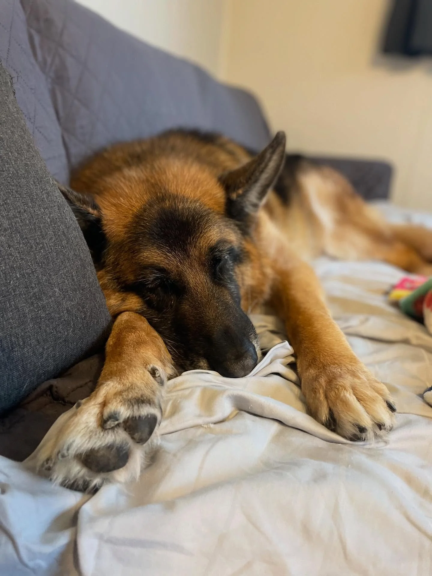 😴 Today&rsquo;s mood
.
.

💻 SSBoarding.net
Dog Boarding | Dog Training | Pet Sitting
.
.
.
#indianadogtraining #petdogtraining #dogtraining  #indianapetsitting #professionalpetsitter #dogboarding #homebaseddogboarding #homeawayfromhome #catcare #ca