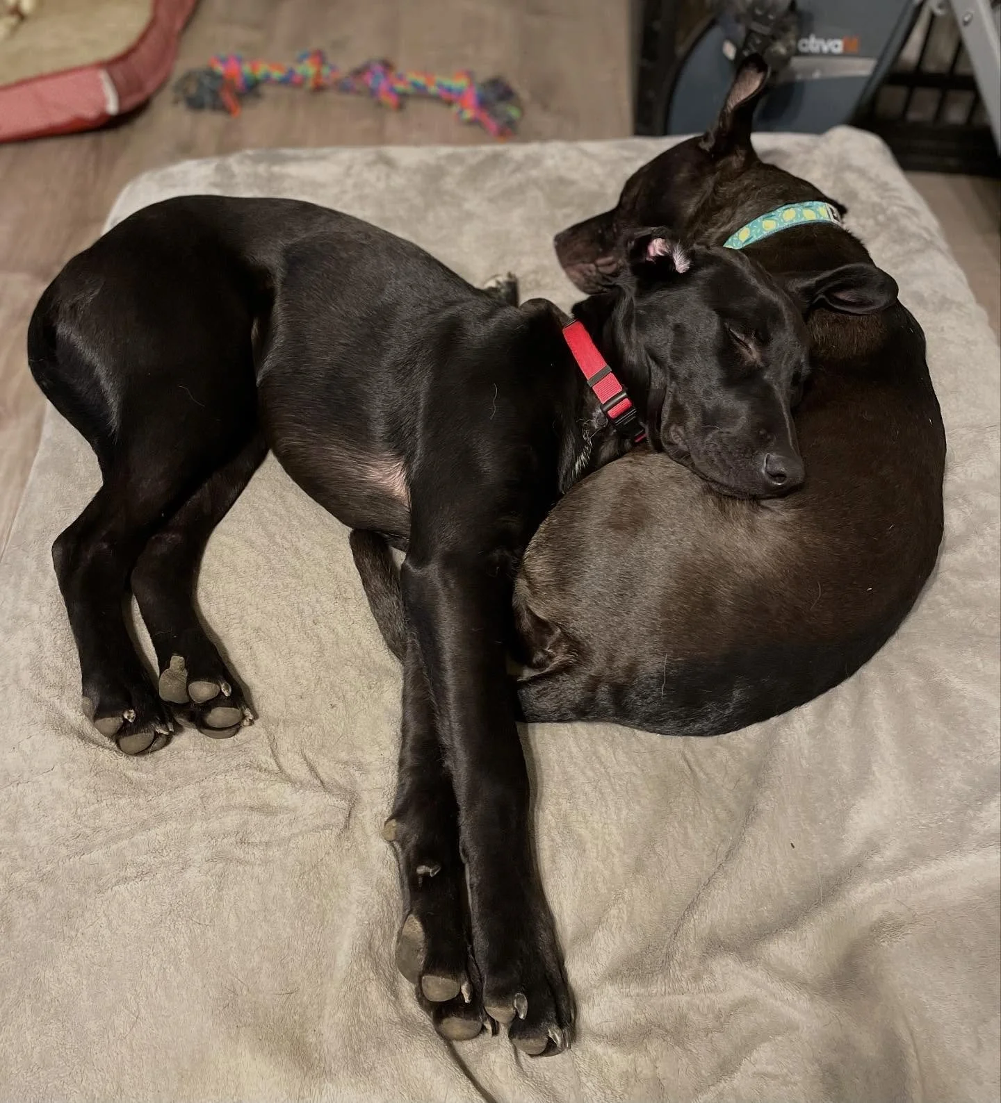 🥰 Throwback Thursday!

🫶 Jake (now Winston) and Iris loved to snuggle. We loved these moments and are grateful we still get to spend time with Winnie. 

.
.

💻 SSBoarding.net
Dog Boarding | Dog Training | Pet Sitting
.
.
.
#indianadogtraining #pet