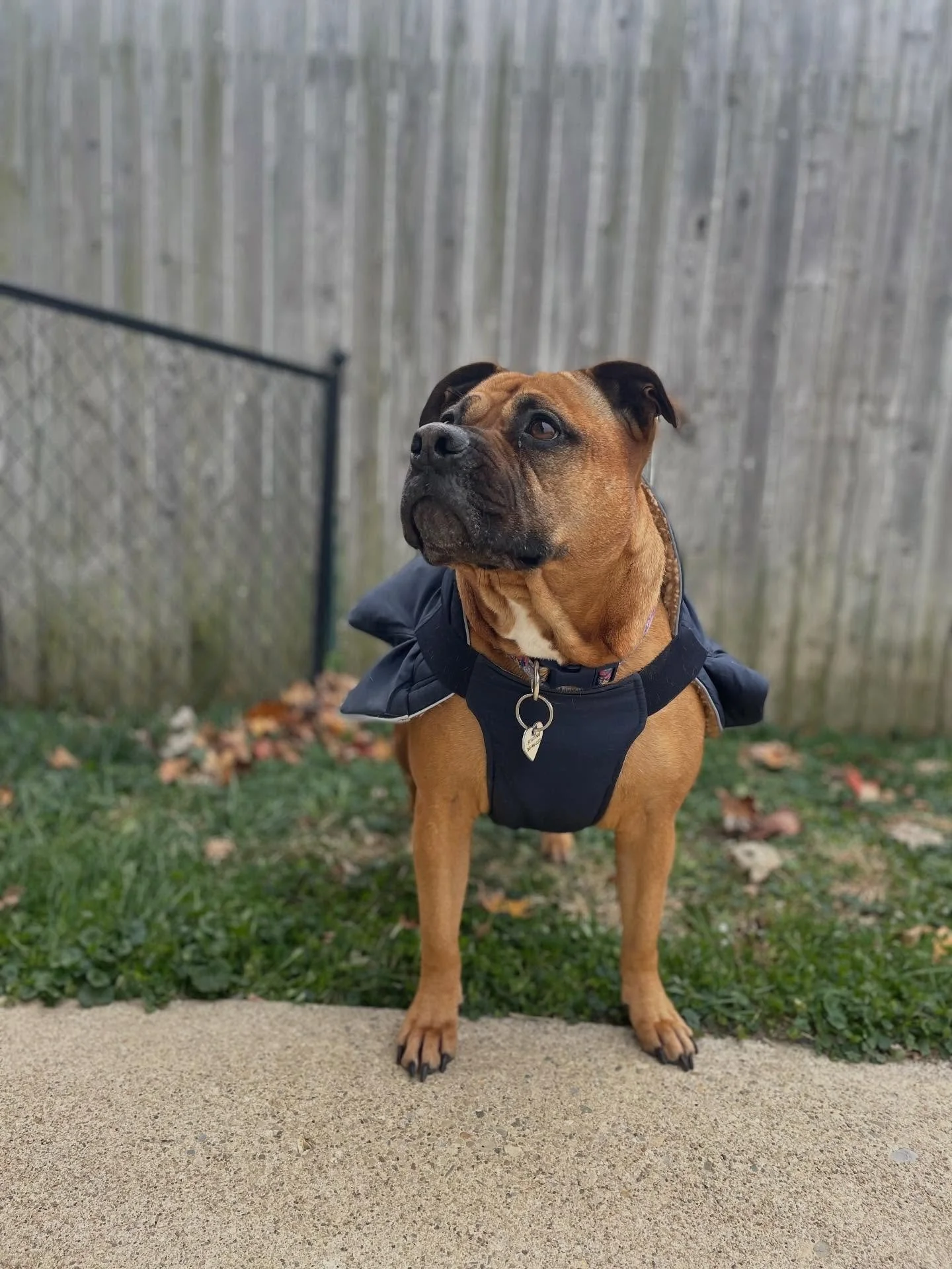 🧣 Does your pup have a favorite jacket or pair of puppy pj&rsquo;s??

📸 We&rsquo;d love to see them! Share their photo in the comments!
.
.

💻 SSBoarding.net
Dog Boarding | Dog Training | Pet Sitting
.
.
.
#indianadogtraining #petdogtraining #dogt