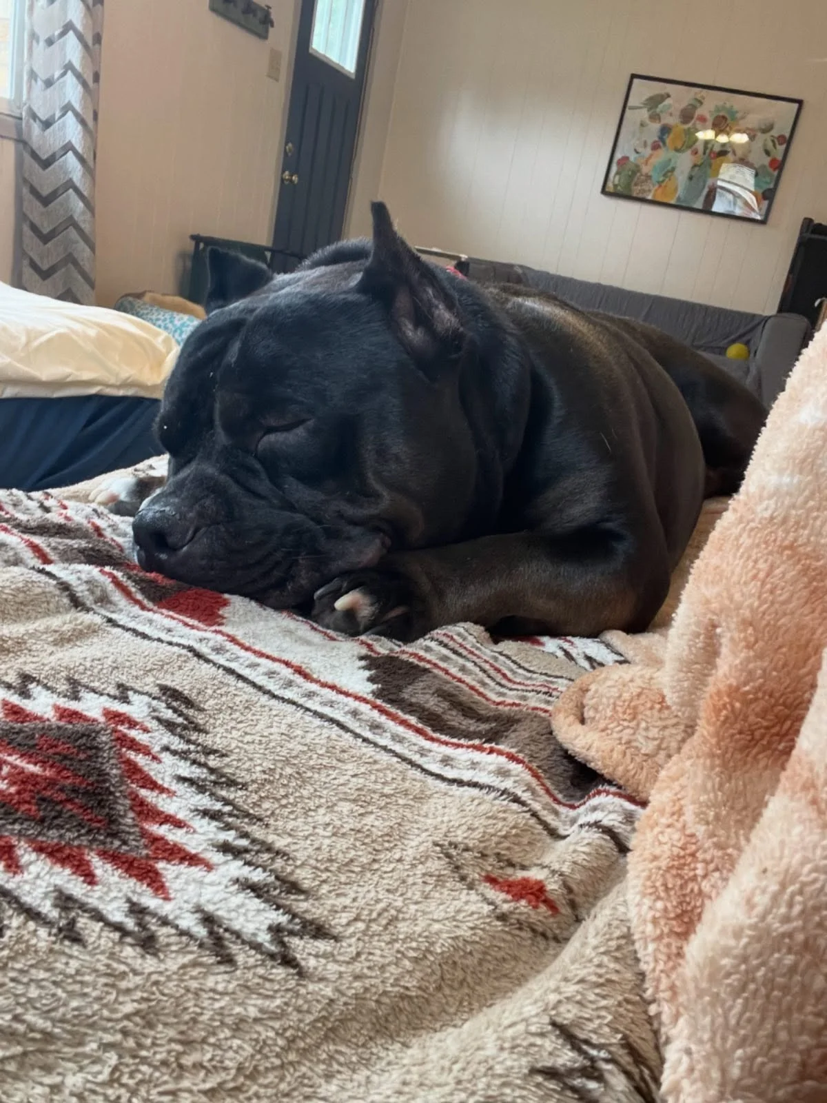 😋 A little bit of training goes a long way!

😴 It doesn&rsquo;t just create a stronger bond or build a system for communication&hellip; but it will really tucker your pup out!
.
.

💻 SSBoarding.net
Dog Boarding | Dog Training | Pet Sitting
.
.
.
#