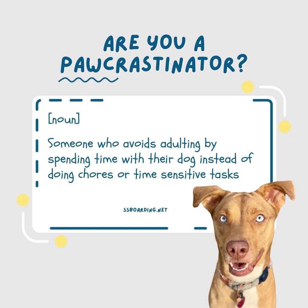 😅 Cold weather = peak pawcrastination season.
.
.

💻 SSBoarding.net
Dog Boarding | Dog Training | Pet Sitting
.
.
.
#indianadogtraining #petdogtraining #dogtraining  #indianapetsitting #professionalpetsitter #dogboarding #homebaseddogboarding #home