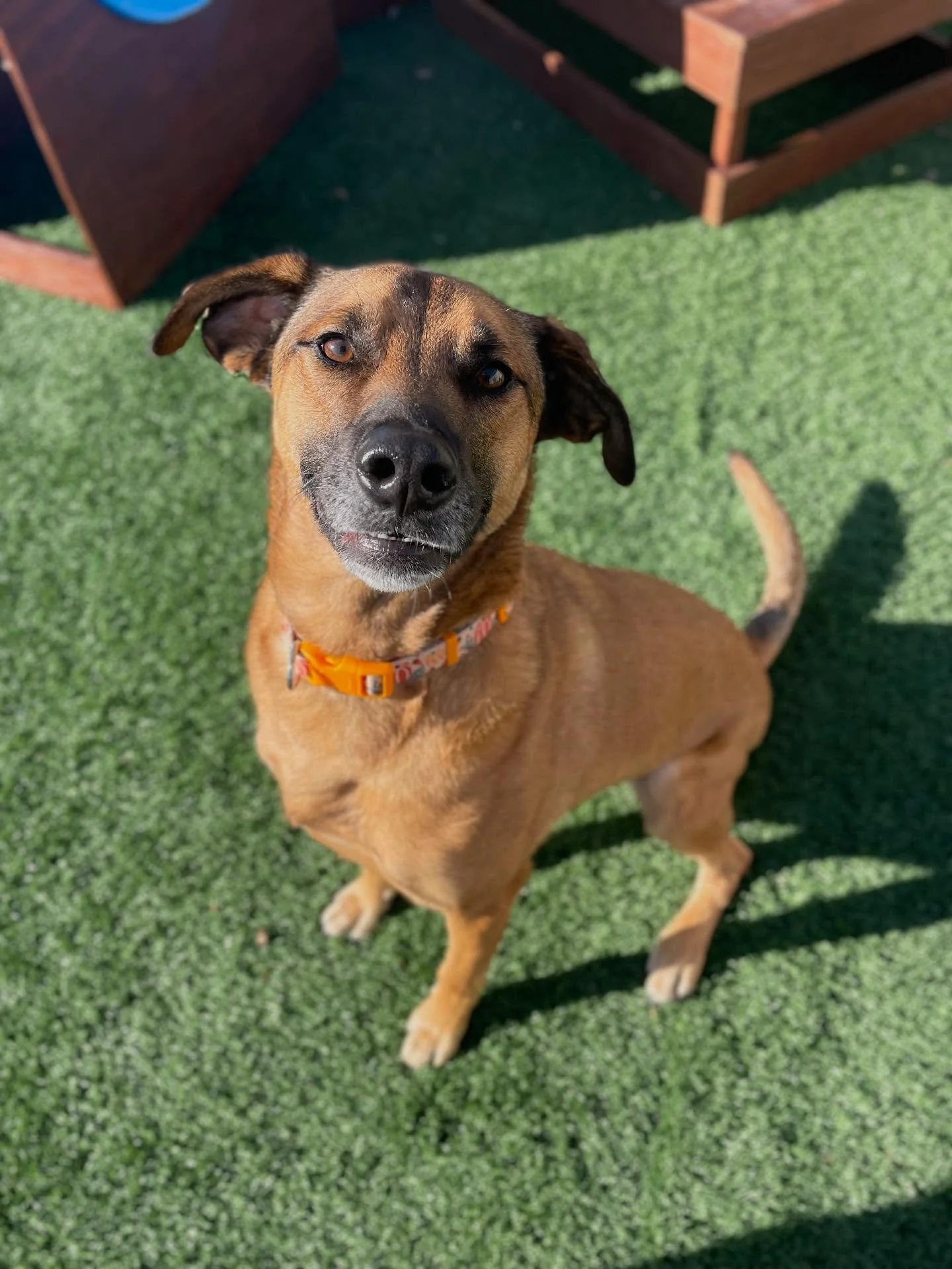 ✍️ Dear Santa, please bring Benny some coordination. He&rsquo;s doing his best and it&rsquo;s very entertaining&hellip; but he&rsquo;s really struggling to catch this ball lol
.
.

💻 SSBoarding.net
Dog Boarding | Dog Training | Pet Sitting
.
.
.
#in