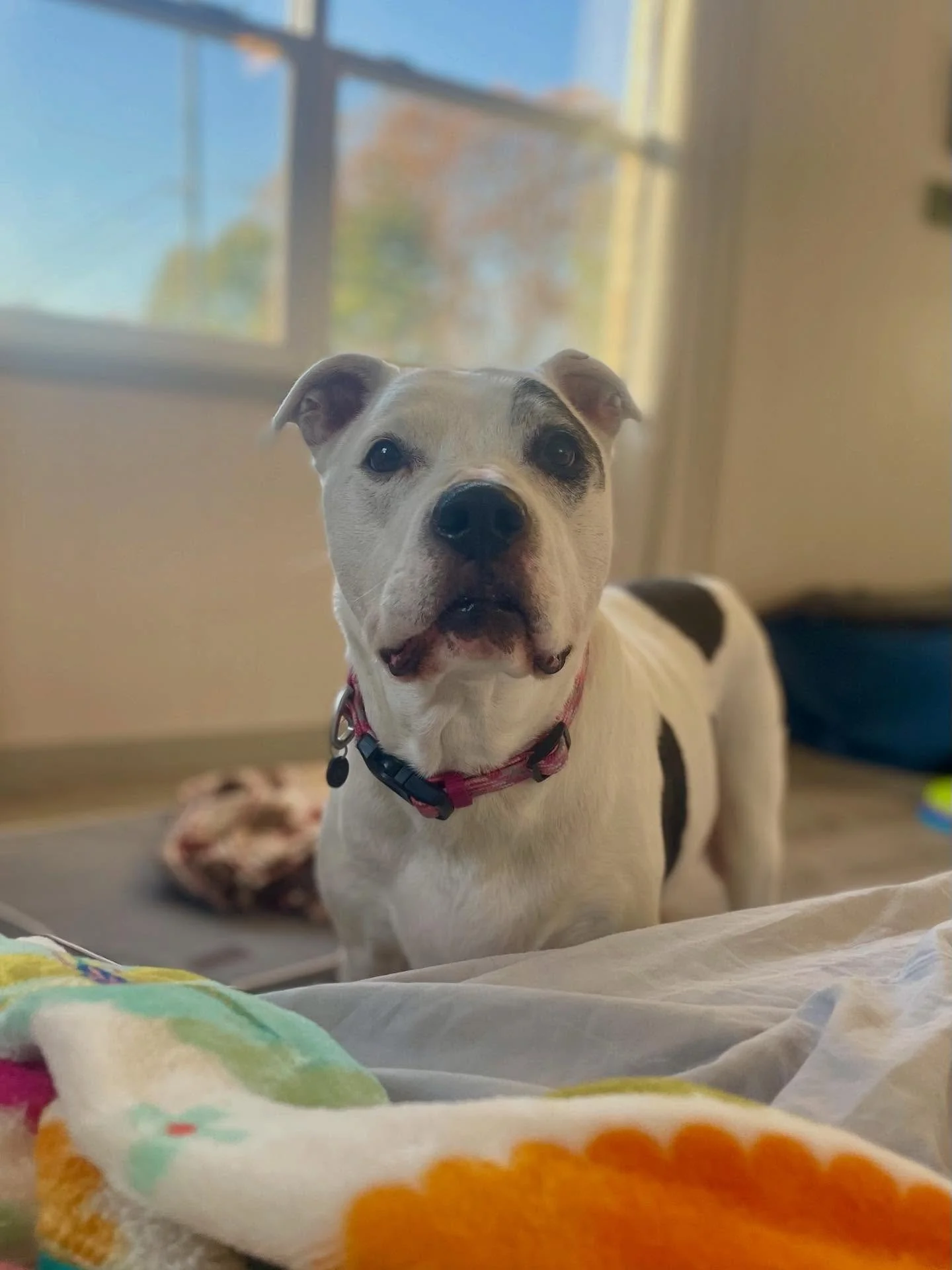 🧩 Lucy may move a little slower in her old age&hellip; but she loves to exercise her mind with a fun food puzzle!
.
.

💻 SSBoarding.net
Dog Boarding | Dog Training | Pet Sitting
.
.
.
#indianadogtraining #petdogtraining #dogtraining  #indianapetsit