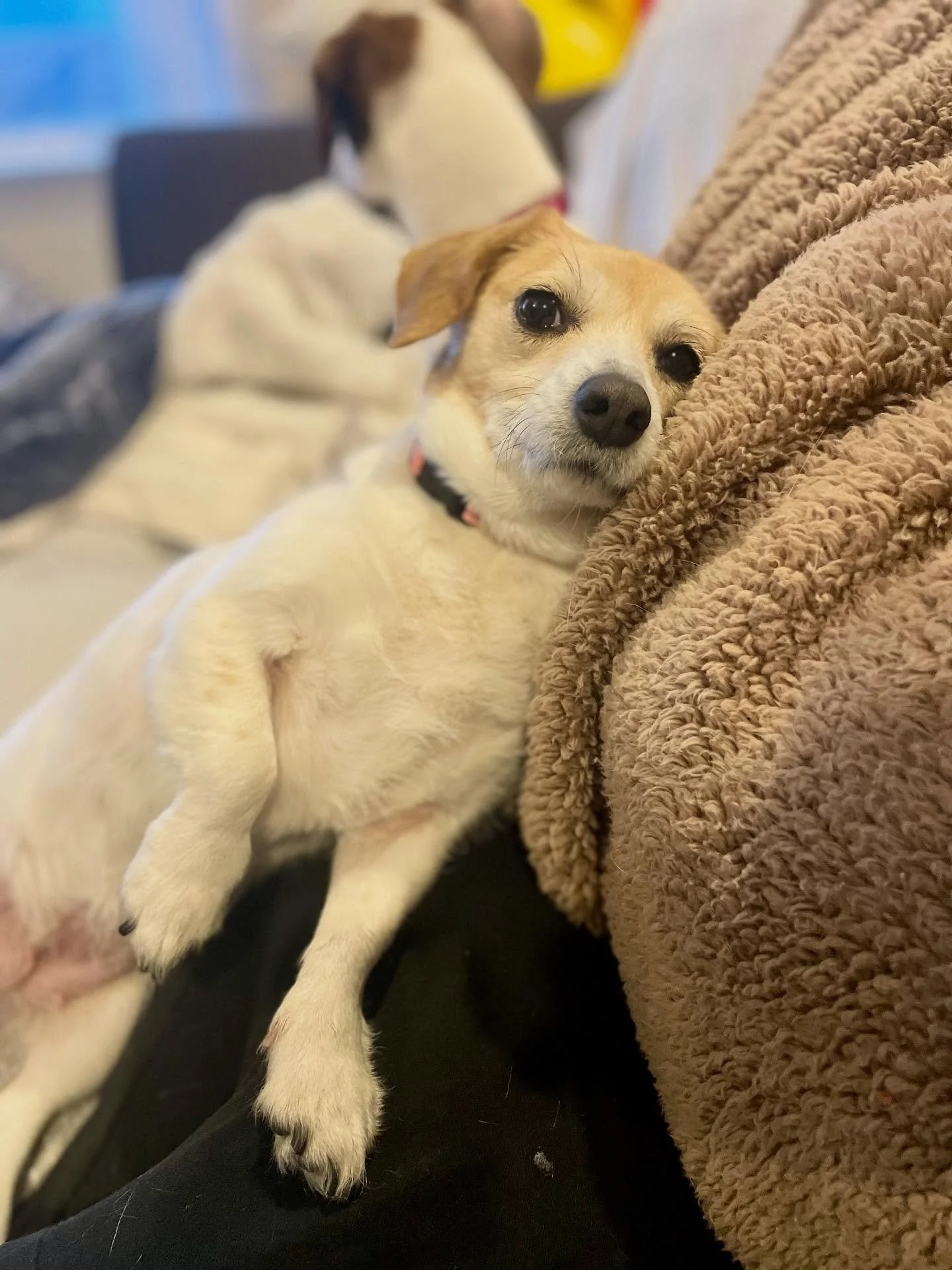 😅 Baby said &ldquo;no more photos unless treats are involved.&rdquo;

📸 Sorry&hellip; but you can&rsquo;t be THIS CUTE and expect me to not take a million pictures
.
.

💻 SSBoarding.net
Dog Boarding | Dog Training | Pet Sitting
.
.
.
#indianadogtr