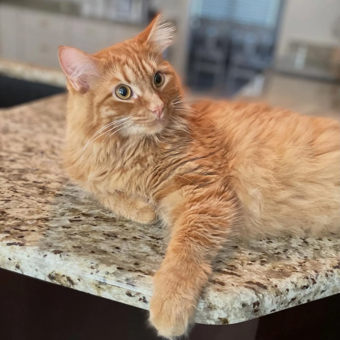 👑 King of the counter 
.
.

💻 SSBoarding.net
Dog Boarding | Dog Training | Pet Sitting
.
.
.
#indianadogtraining #petdogtraining #dogtraining  #indianapetsitting #professionalpetsitter #dogboarding #homebaseddogboarding #homeawayfromhome #catcare #