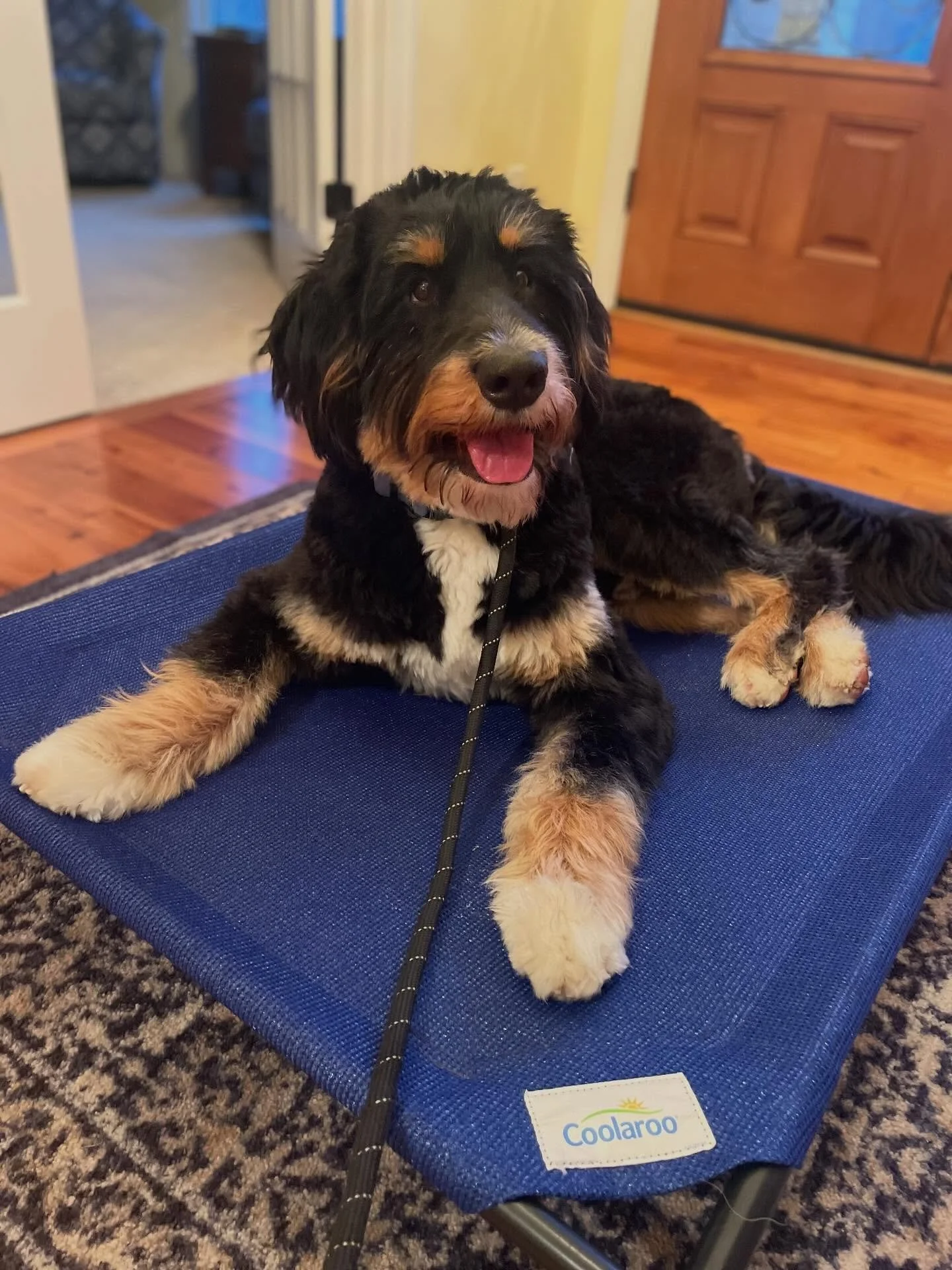 🧽 Bandit is like a little sponge&hellip;. At every session he soaks up the information and loves to practice his new skills. 

❄️ Cold weather? Who cares! Training inside has become one of his favorite activities. 
.
.

💻 SSBoarding.net
Dog Boardin