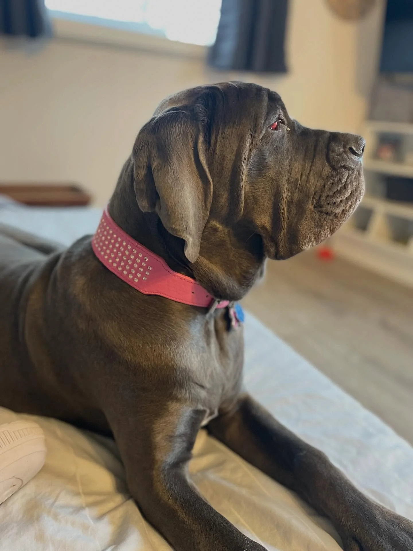 🤗 Welcome, Welcome! We&rsquo;re glad you&rsquo;re here, Brandy!

🐾 𝐂𝐚𝐧 𝐲𝐨𝐮 𝐠𝐮𝐞𝐬𝐬 𝐡𝐨𝐰 𝐨𝐥𝐝 𝐬𝐡𝐞 𝐢𝐬? 

😉 Clue: her size is deceiving 
.
.

💻 SSBoarding.net
Dog Boarding | Dog Training | Pet Sitting
.
.
.
#indianadogtraining #pet