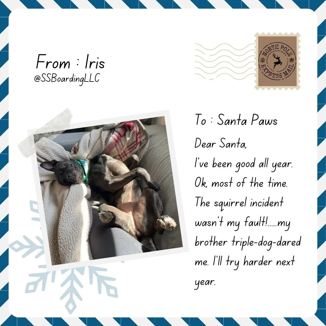 🫣 𝘋𝘦𝘢𝘳 𝘚𝘢𝘯𝘵𝘢&hellip;..
.
.

💻 SSBoarding.net
Dog Boarding | Dog Training | Pet Sitting
.
.
.
#indianadogtraining #petdogtraining #dogtraining  #indianapetsitting #professionalpetsitter #dogboarding #homebaseddogboarding #homeawayfromhome #