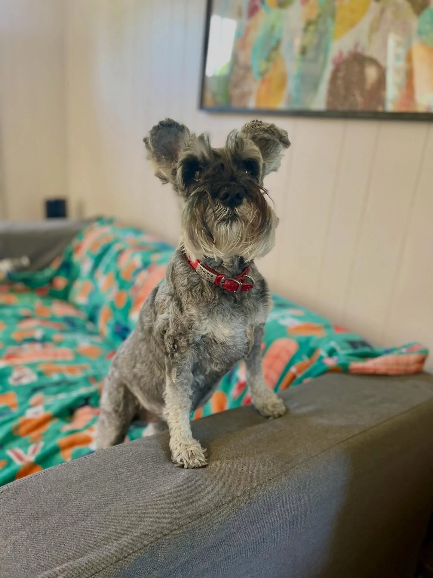 🥰 Mitzi loves her quality time. Couch cuddles aren&rsquo;t a suggestion&hellip;. It&rsquo;s mandatory. 
.
.

💻 SSBoarding.net
Dog Boarding | Dog Training | Pet Sitting
.
.
.
#indianadogtraining #petdogtraining #dogtraining  #indianapetsitting #prof