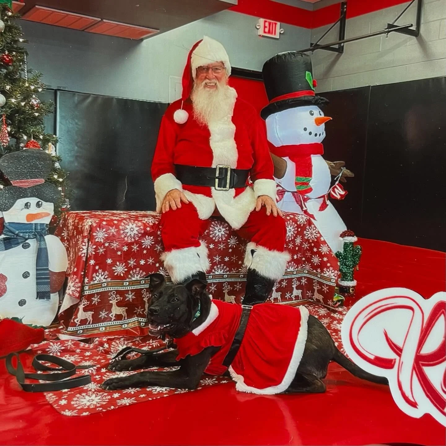 🎄 Santa vs the Grinch. 

😆 Who&rsquo;s the favorite in your home?
.
.

💻 SSBoarding.net
Dog Boarding | Dog Training | Pet Sitting
.
.
.
#indianadogtraining #petdogtraining #dogtraining  #indianapetsitting #professionalpetsitter #dogboarding #homeb
