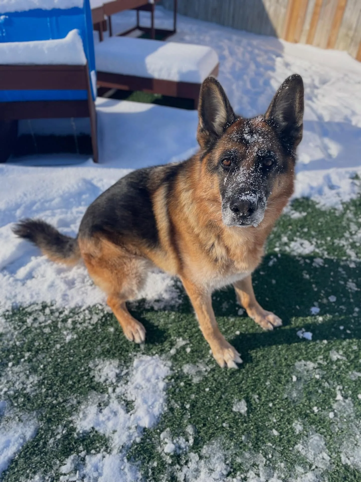 🤗 It&rsquo;s Christmas Eve and Zeus is very excited for what tomorrow morning will bring!&hellip;. (Pretty sure he&rsquo;s hoping for more snow.)

📸 Is your pup loving the snow too? Share your favorite snow covered pup picture in the comments!
.
.
