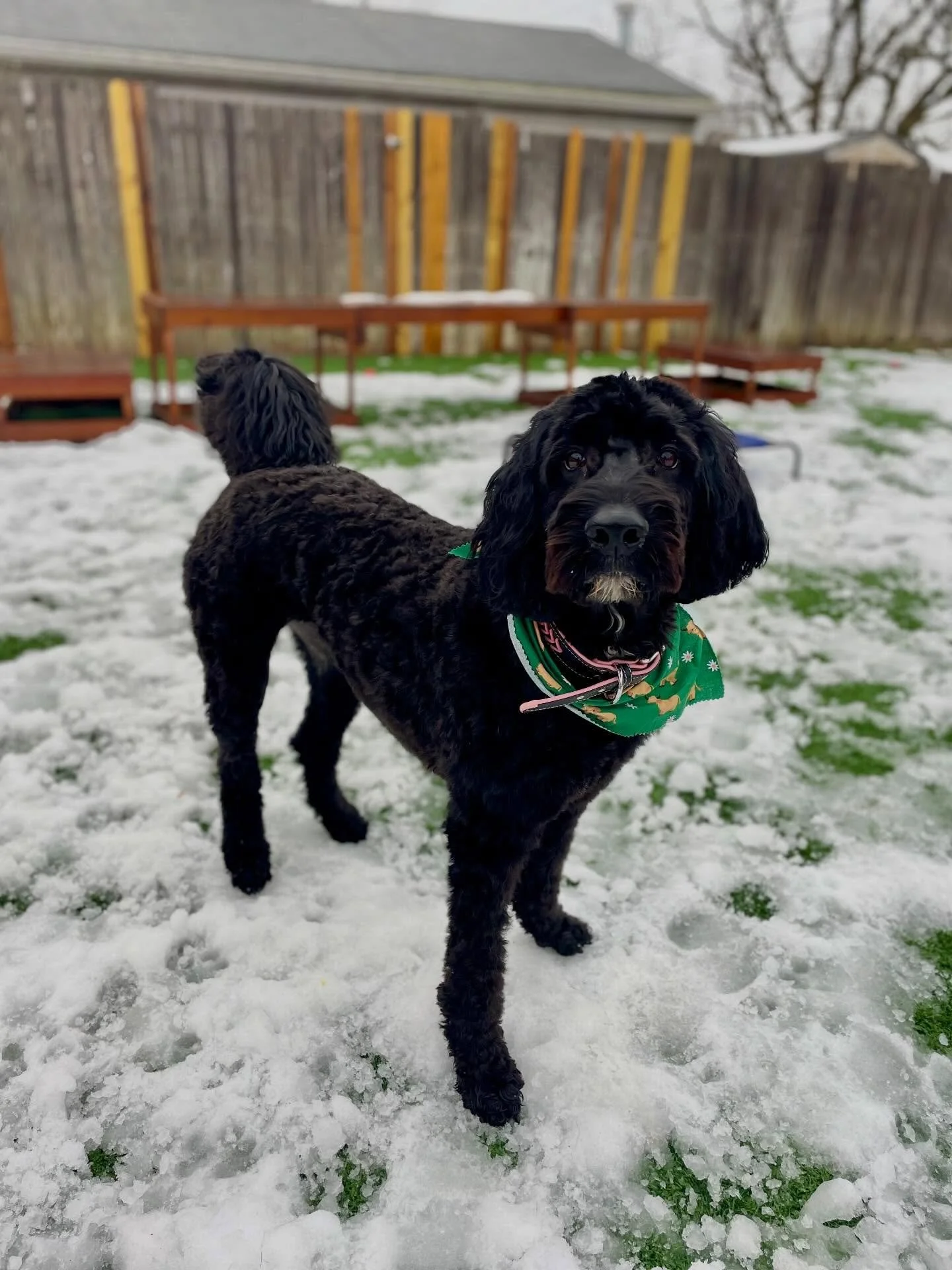 🎄 Mᴇʀʀʏ Cʜʀɪsᴛᴍᴀs! We hope everyone has a wonderful, joy-filled day!
.
.

💻 SSBoarding.net
Dog Boarding | Dog Training | Pet Sitting
.
.
.
#indianadogtraining #petdogtraining #dogtraining  #indianapetsitting #professionalpetsitter #dogboarding #hom