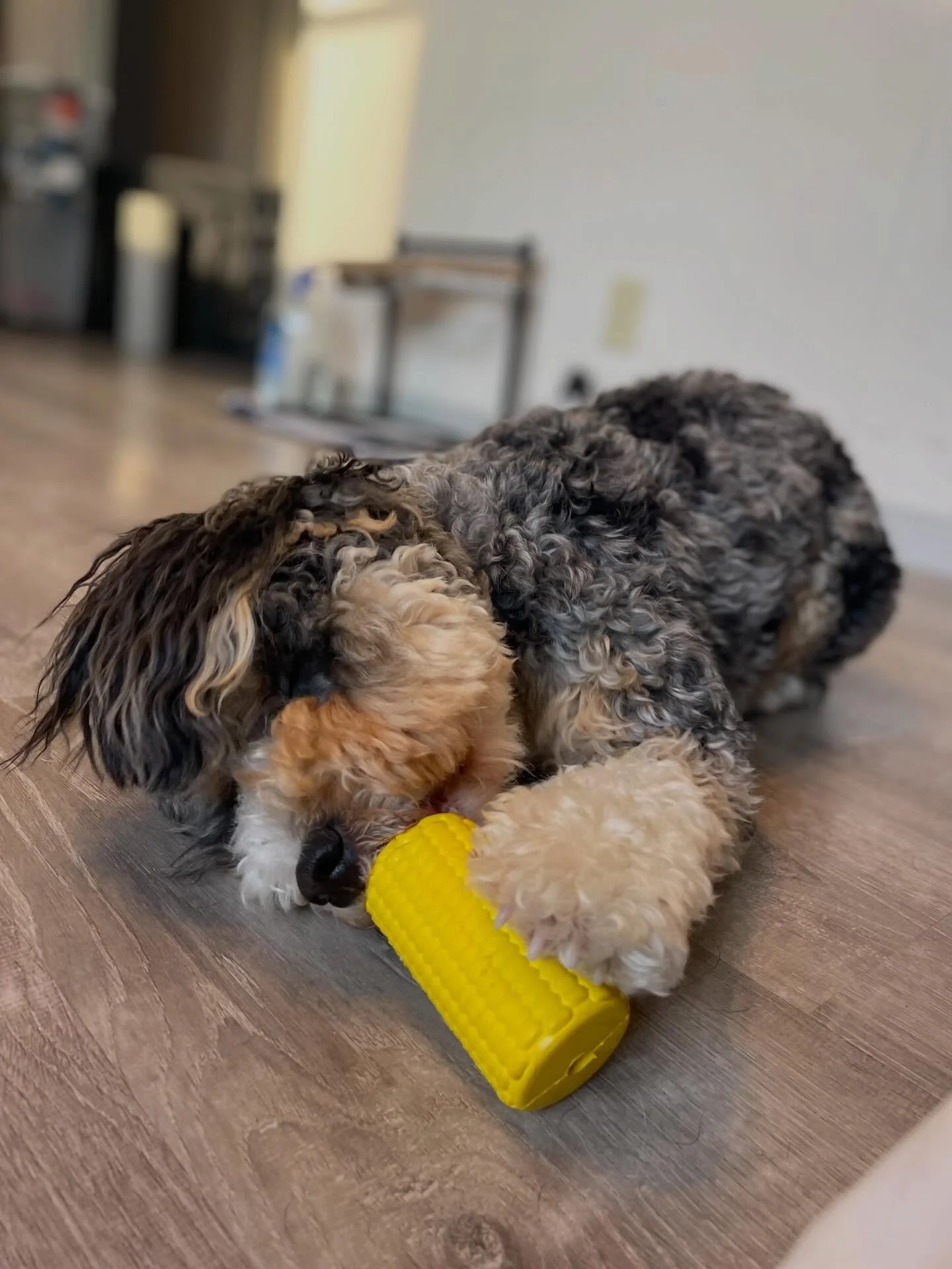 🔋 This puppy has endless energy&hellip;. Good thing we have a secret weapon: puzzles!
.
.

💻 SSBoarding.net
Dog Boarding | Dog Training | Pet Sitting
.
.
.
#indianadogtraining #petdogtraining #dogtraining  #indianapetsitting #professionalpetsitter 