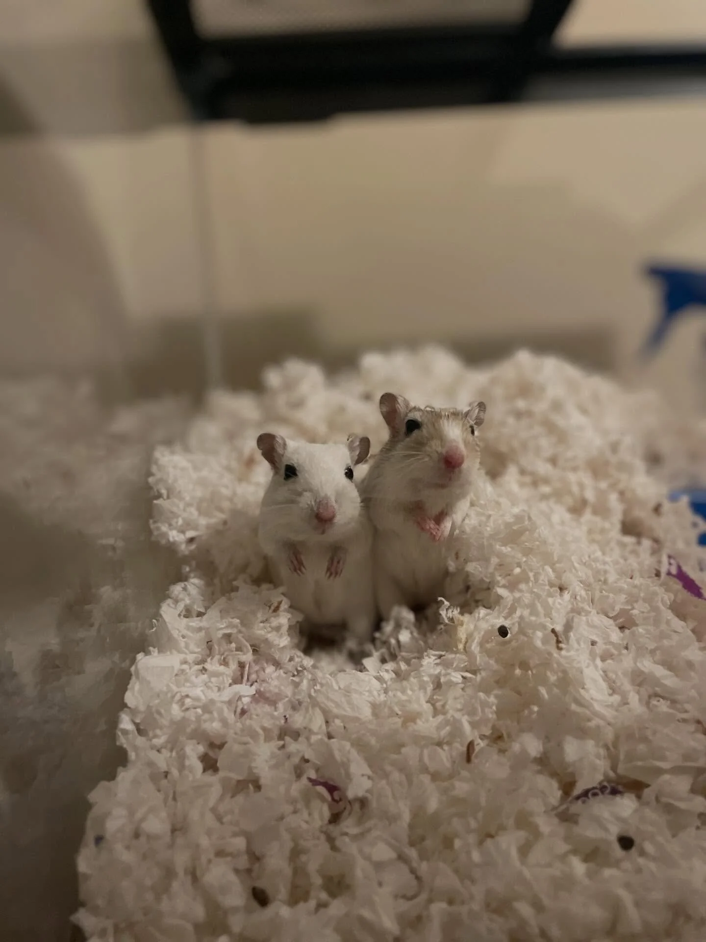 😩 LOOK! Just 𝘭𝘰𝘰𝘬 at their little paws and tell us you&rsquo;re not dieing at how cute they are. 
.
.

💻 SSBoarding.net
Dog Boarding | Dog Training | Pet Sitting
.
.
.
#indianadogtraining #petdogtraining #dogtraining  #indianapetsitting #profes