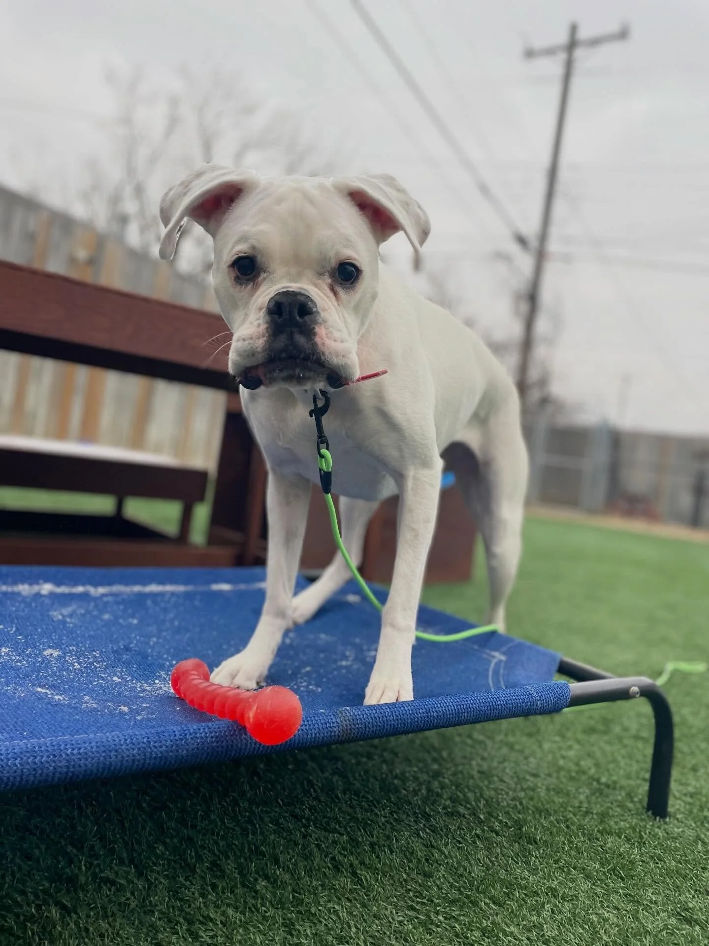 🐝 Busy bee energy with her new favorite toy (not counting balls that squeak&hellip;. those will always be her true favorite)
.
.

💻 SSBoarding.net
Dog Boarding | Dog Training | Pet Sitting
.
.
.
#indianadogtraining #petdogtraining #dogtraining  #in