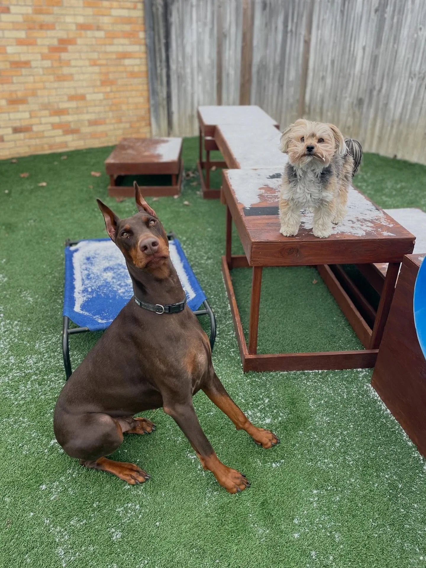 🥰 Too cute not to share. 
.
.

💻 SSBoarding.net
Dog Boarding | Dog Training | Pet Sitting
.
.
.
#greenwoodindiana #centergroveindiana #dogboarding #indianasmallbusiness #indianapolisindiana