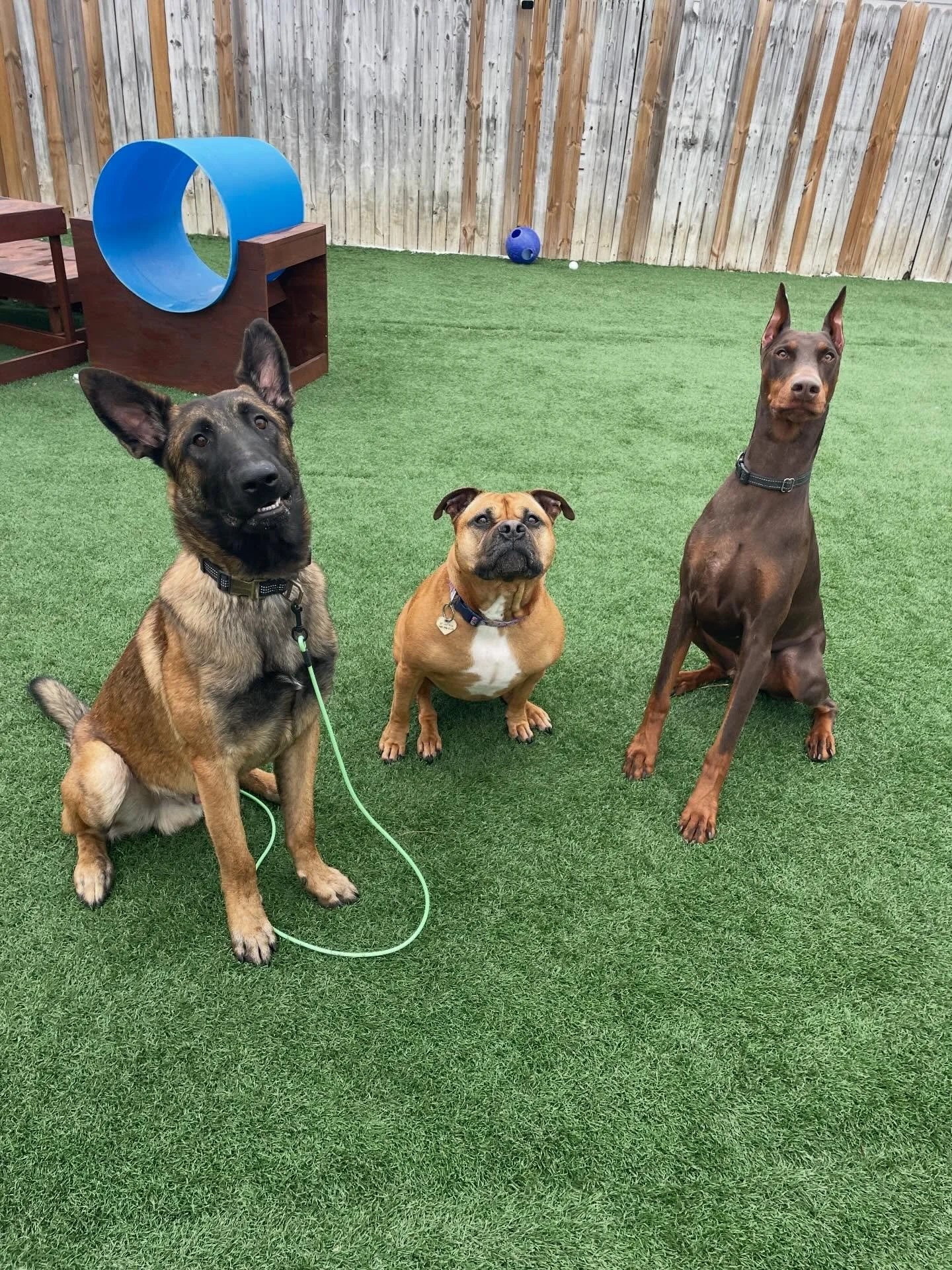 🚨 New friend alert!

😎 Welcome Koas King (aka: Micah). Your endless energy is undeniable and we&rsquo;re excited to help your harness its power for good and not evil lol
.
.

💻 SSBoarding.net
Dog Boarding | Dog Training | Pet Sitting
.
.
.
#indian