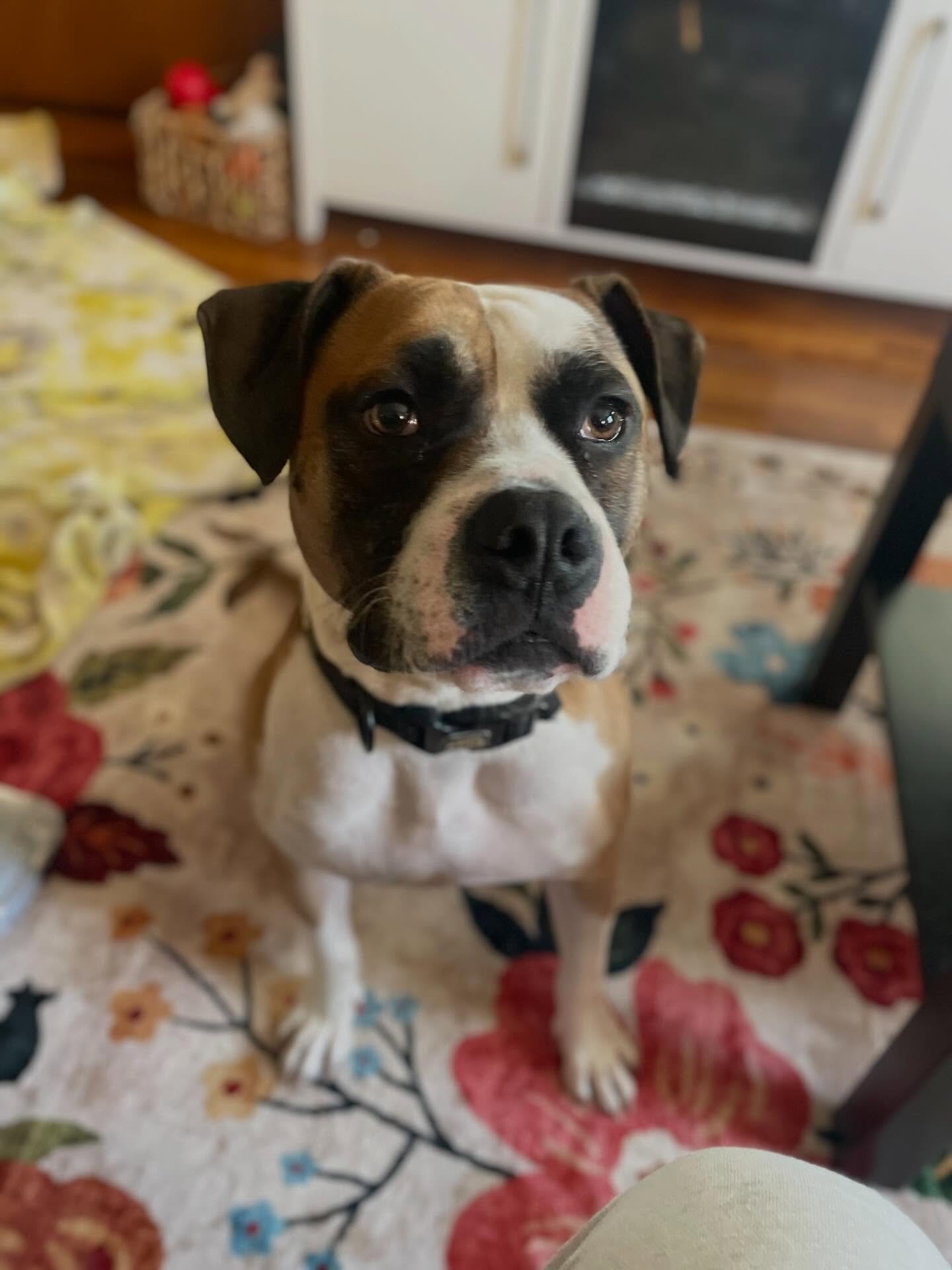 👑 Dudley is living the life of a King. 

🐾 His morning to-do list consists of: eat breakfast, go for a walk, couch cuddles, and enjoying his PB Kong. 
.
.

💻 SSBoarding.net
Dog Boarding | Dog Training | Pet Sitting
.
.
.
#indianadogtraining #green