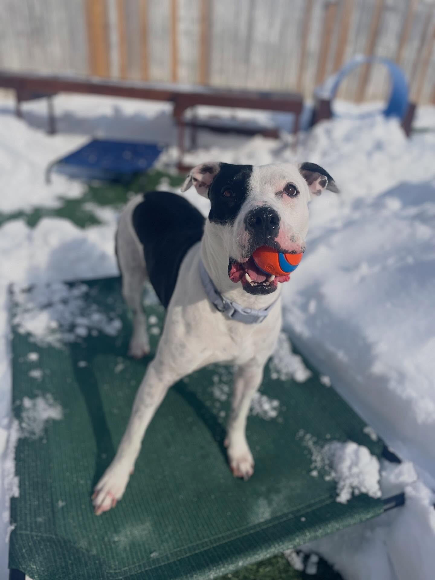 🥰 Mari + ball = Happy Puppy

💕 Available for adoption through Sketchy Mutts and Underdogs
.
.

💻 SSBoarding.net
Dog Boarding | Dog Training | Pet Sitting
.
.
.
#greenwoodindiana #indianadogboarding #sketchymuttsandunderdogs #indianapolisindiana