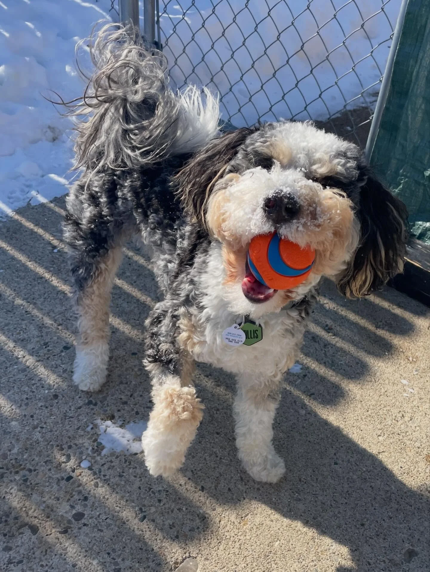 🎶 TURN DOWN FOR WHAT 🤘 
.
.

💻 SSBoarding.net
Dog Boarding | Dog Training | Pet Sitting
.
.
#oldtowngreenwood #greenwoodindana #indianadog #indianapolisindiana #franklinindiana