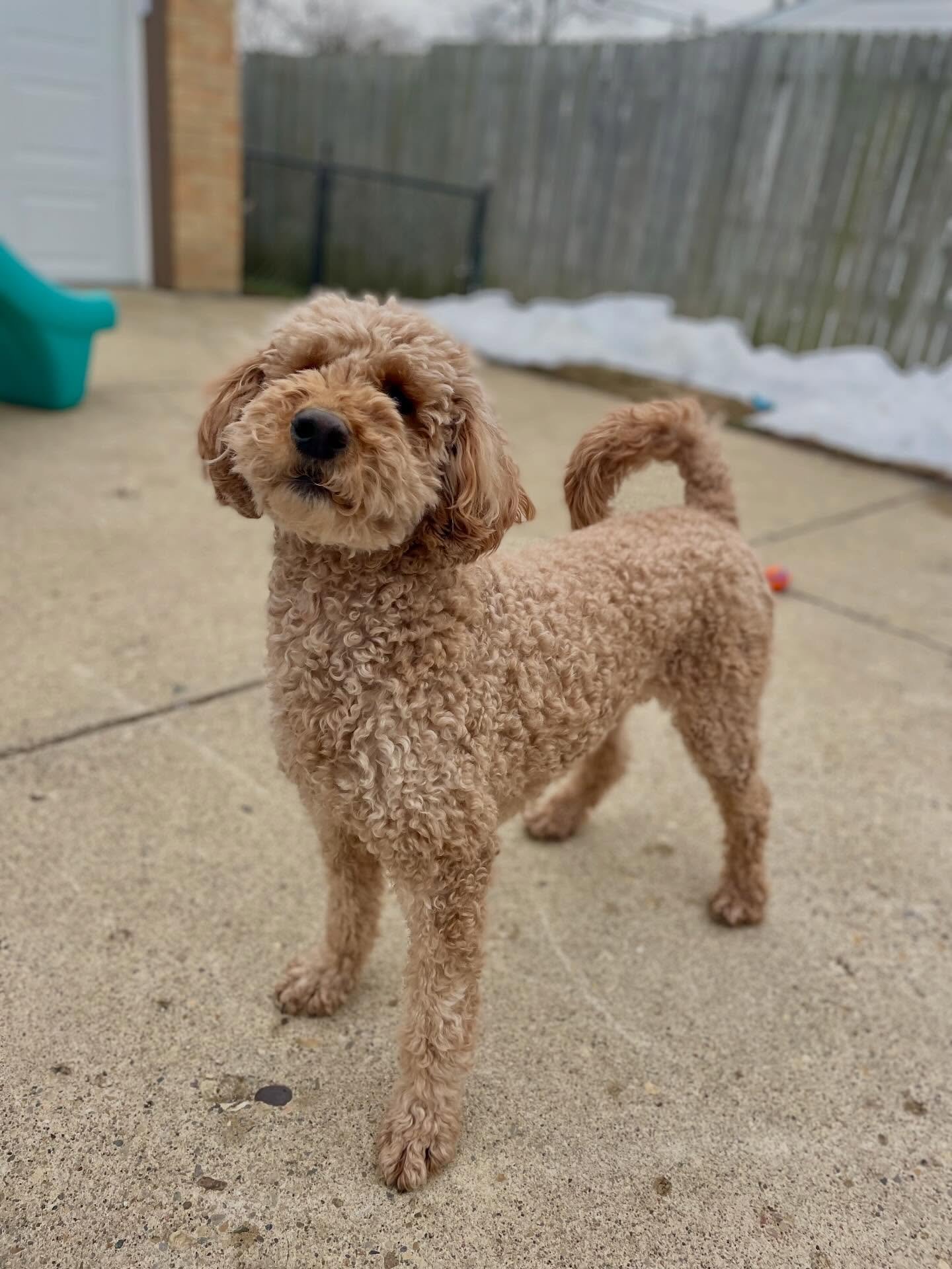 😆 POV: Your doggo is also enjoying their vacation. 
.
.

💻 SSBoarding.net
Dog Boarding | Dog Training | Pet Sitting
.
.
.
#indianapetcare #dogboarding #greenwoodindiana #indianapolisindiana