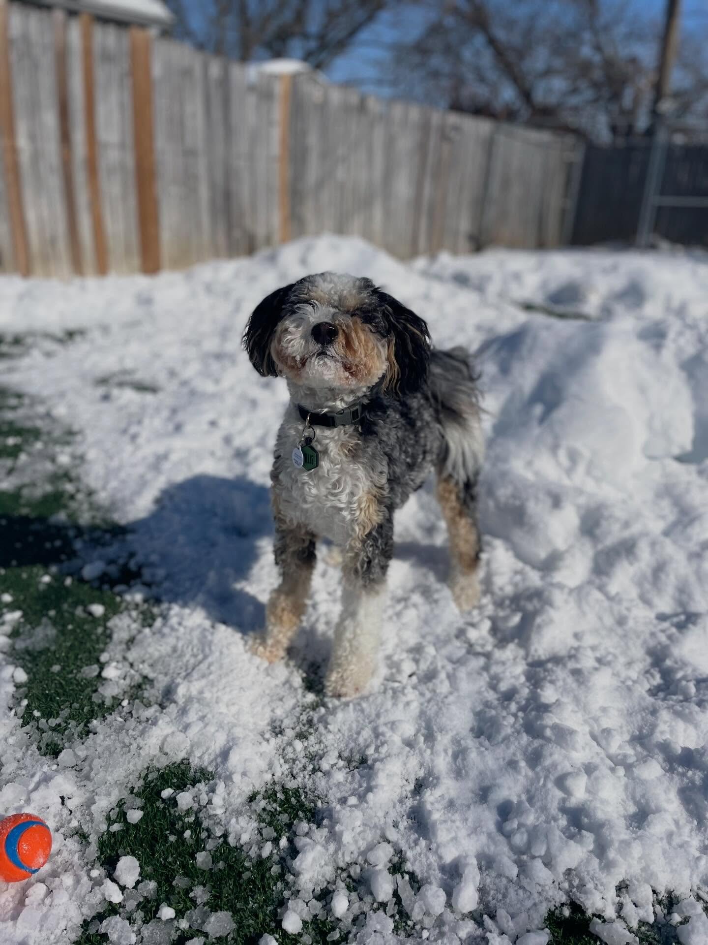 🥰 When the weather doesn&rsquo;t cooperate, Willis knows how to roll with it. 

✔️ Play
✔️ Nap
✔️ Pool snuffle
.
.

💻 SSBoarding.net
Dog Boarding | Dog Training | Pet Sitting
.
.
.
#indianadogboarding #greenwoodindiana #dogboarding #franklinindiana