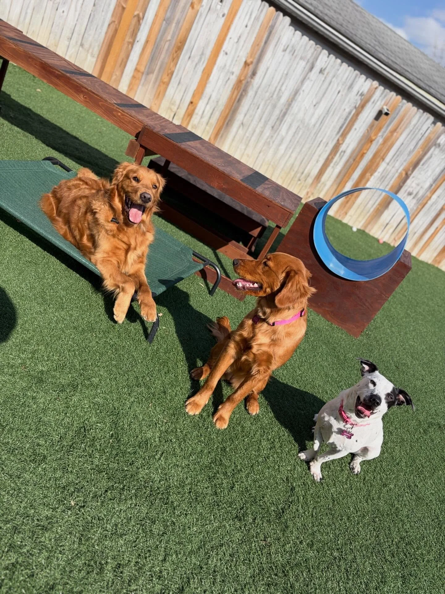 🤔 Did we just become best friends?!?&hellip;&hellip; YUP!
.
.

💻 SSBoarding.net
Dog Boarding | Dog Training | Pet Sitting
.
.
.
#doggiedaycare #greenwoodindiana #franklinindiana #centergroveindiana #indiana