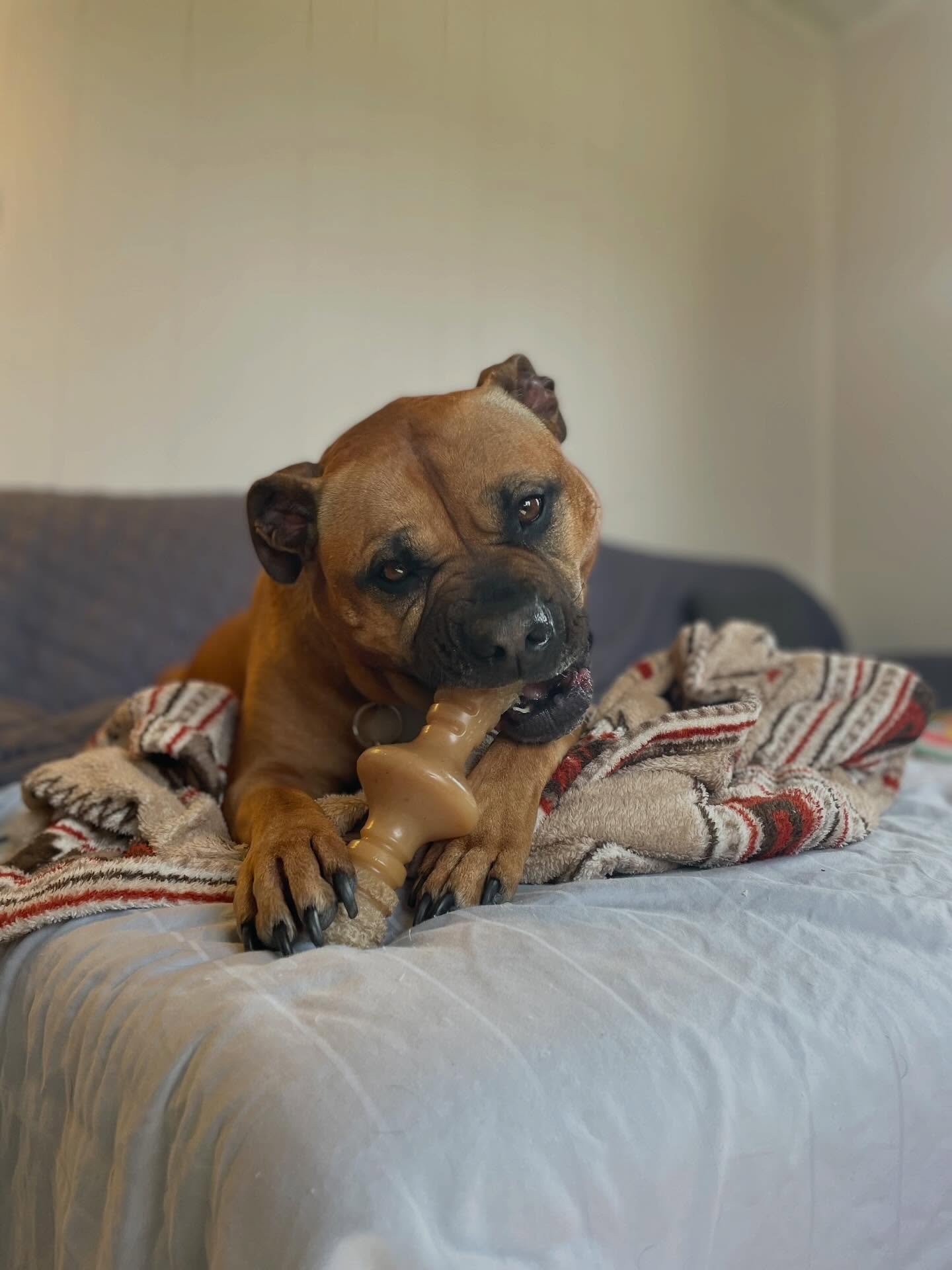 💁&zwj;♀️ Knick-knack paddywhack, Give a dog a bone
.
.

💻 SSBoarding.net
Dog Boarding | Dog Training | Pet Sitting
.
.
.
#indianadog #dogboarding #doggiedaycare #greenwoodindiana #oldtowngreenwood