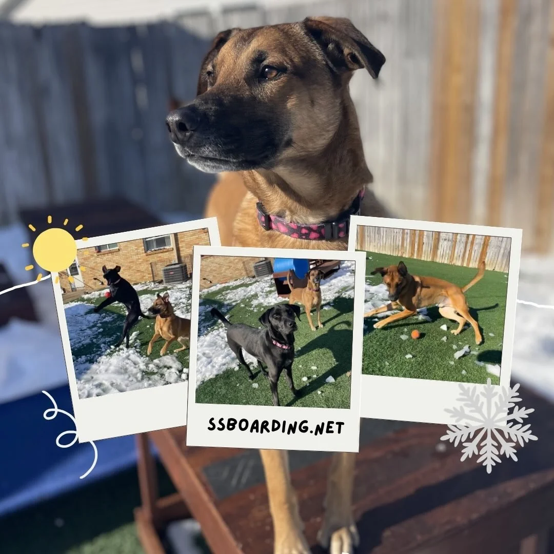 🥳 The snow has melted and spring is just around the corner! Who&rsquo;s excited?!?

☀️ Whether it&rsquo;s pet care or building better habits through training, we work alongside you to create a calm, stress-free experience. 

💬 Let&rsquo;s chat more