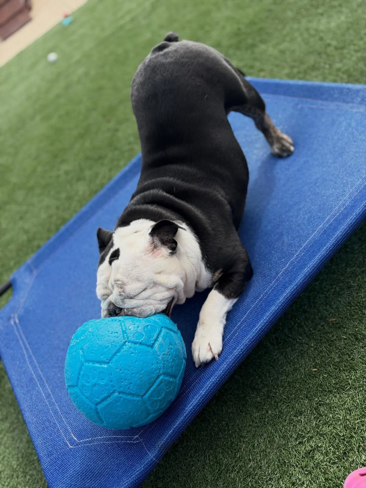 🤗 We love getting to spend quality time with Dottie. She&rsquo;s the goodest girl EVER!
.
.

💻 SSBoarding.net
Dog Boarding | Dog Training | Pet Sitting
.
.
.
#greenwoodindiana #indianapolisindiana #dogboardingbusiness #franklinindiana #bargersville