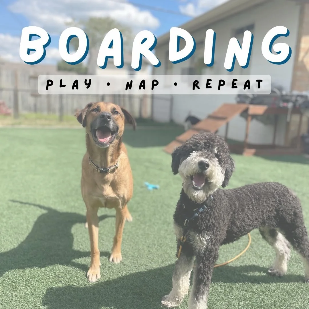 🚨 Warning: your pup may never want to leave

🤗 Structured playgroups and a familiar routine&hellip; your pup will love being apart of the SS Boarding family. 
.
.

💻 SSBoarding.net
Dog Boarding | Dog Training | Pet Sitting
.
.
.
#greenwoodindiana 