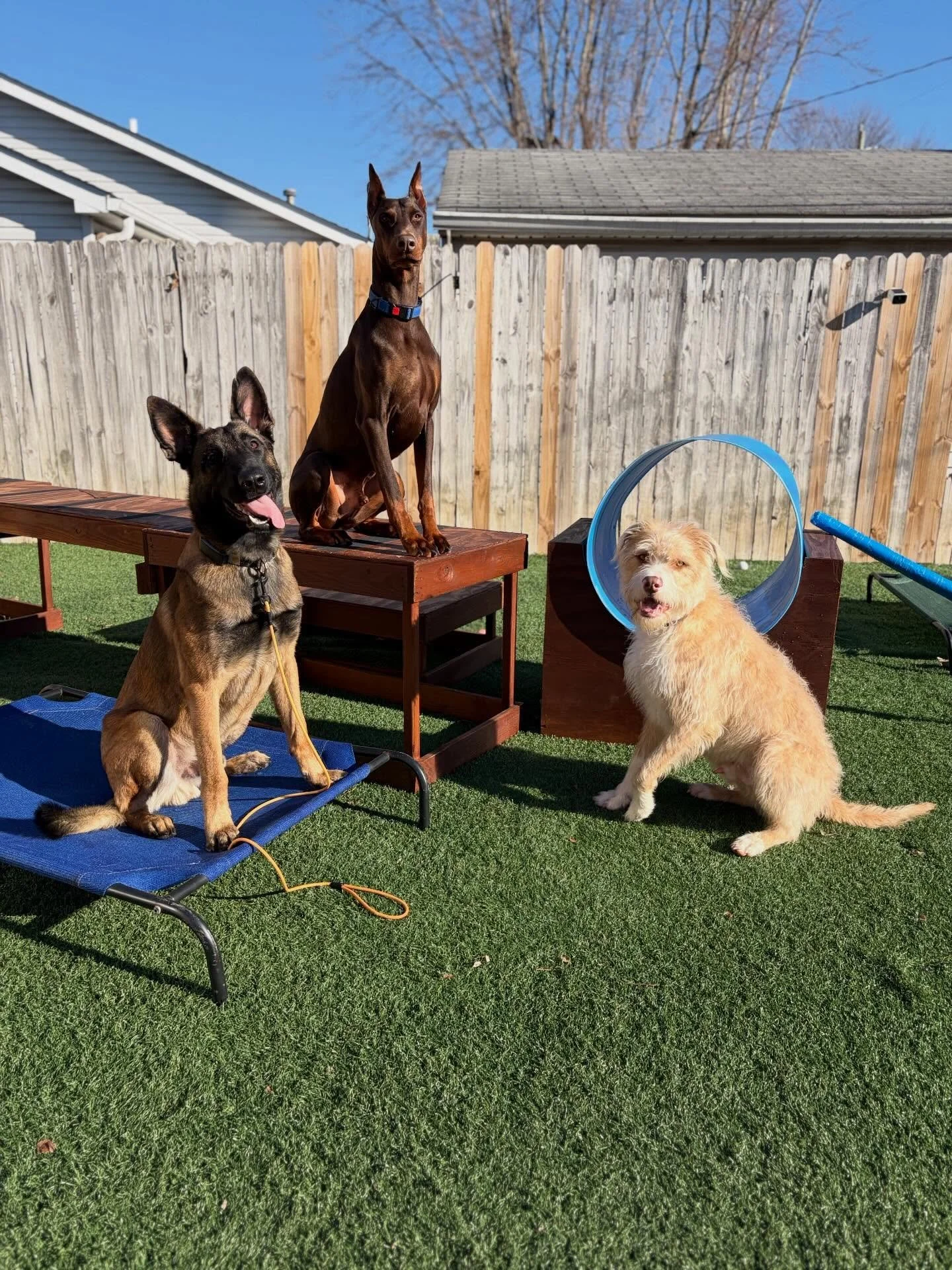 😎 Micah brought the boys together to workshop some fraternity names for a new chapter he&rsquo;s starting. 

🗳️ Which is your favorite?
&bull; Bark Theta Bark
&bull; Sigma Sniffma
&bull; Delta Delta Drool

.
.

💻 SSBoarding.net
Dog Boarding | Dog 