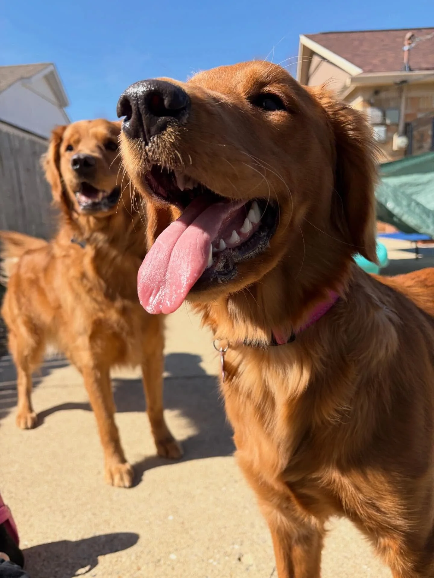 😂 The struggles of having a little sister with no spatial awareness 

🥹 Frank is such a good brother. Ella is very lucky!
.
.

💻 SSBoarding.net
Dog Boarding | Dog Training | Pet Sitting
.
.
.
#indiana #greenwoodindiana #doggiedaycare #dogboarding 