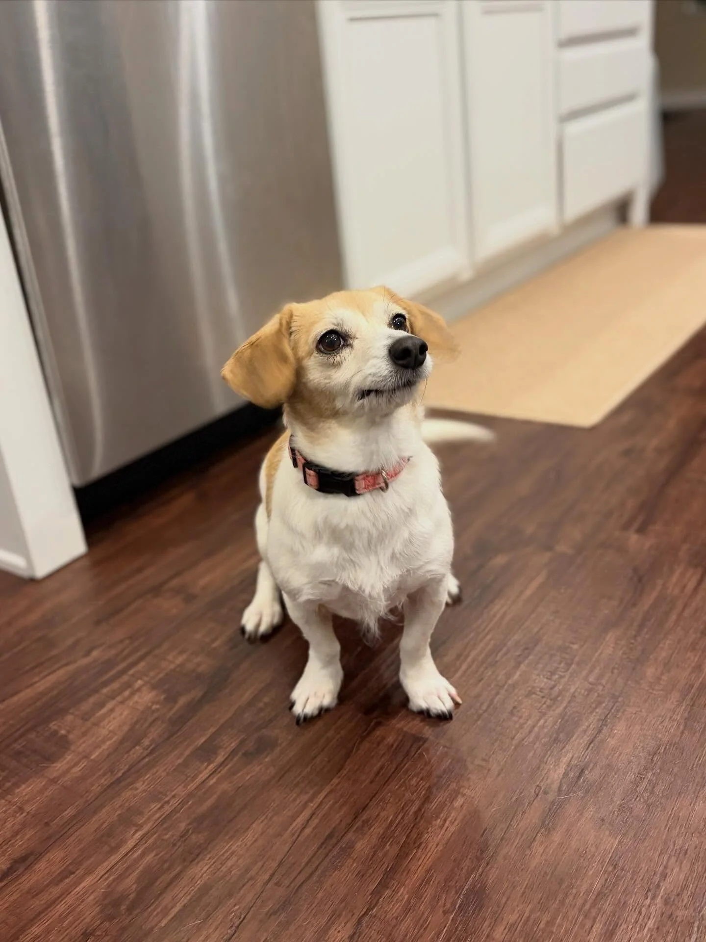 🤩 Did someone say&hellip;.DINNER?!?
.
.

💻 SSBoarding.net
Dog Boarding | Dog Training | Pet Sitting
.
.
.
#greenwoodindiana #petsitting #indianapolisindiana