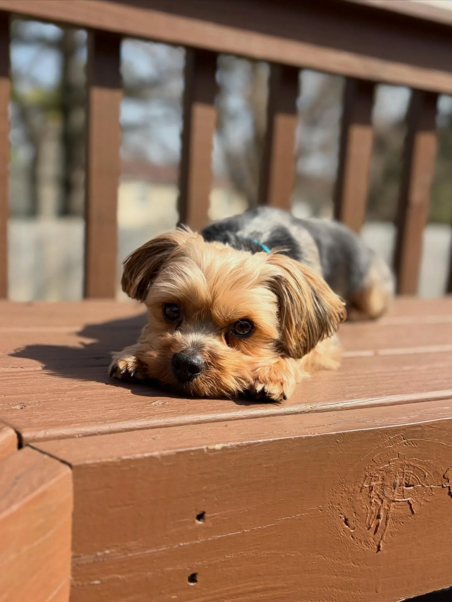 😘 Lewis knows how to turn on the charm&hellip;. Before you know it, you&rsquo;re handing him another treat and you didn&rsquo;t even realize you reached for the bag. 
.
.

💻 SSBoarding.net
Dog Boarding | Dog Training | Pet Sitting
.
.
.
#greenwoodi