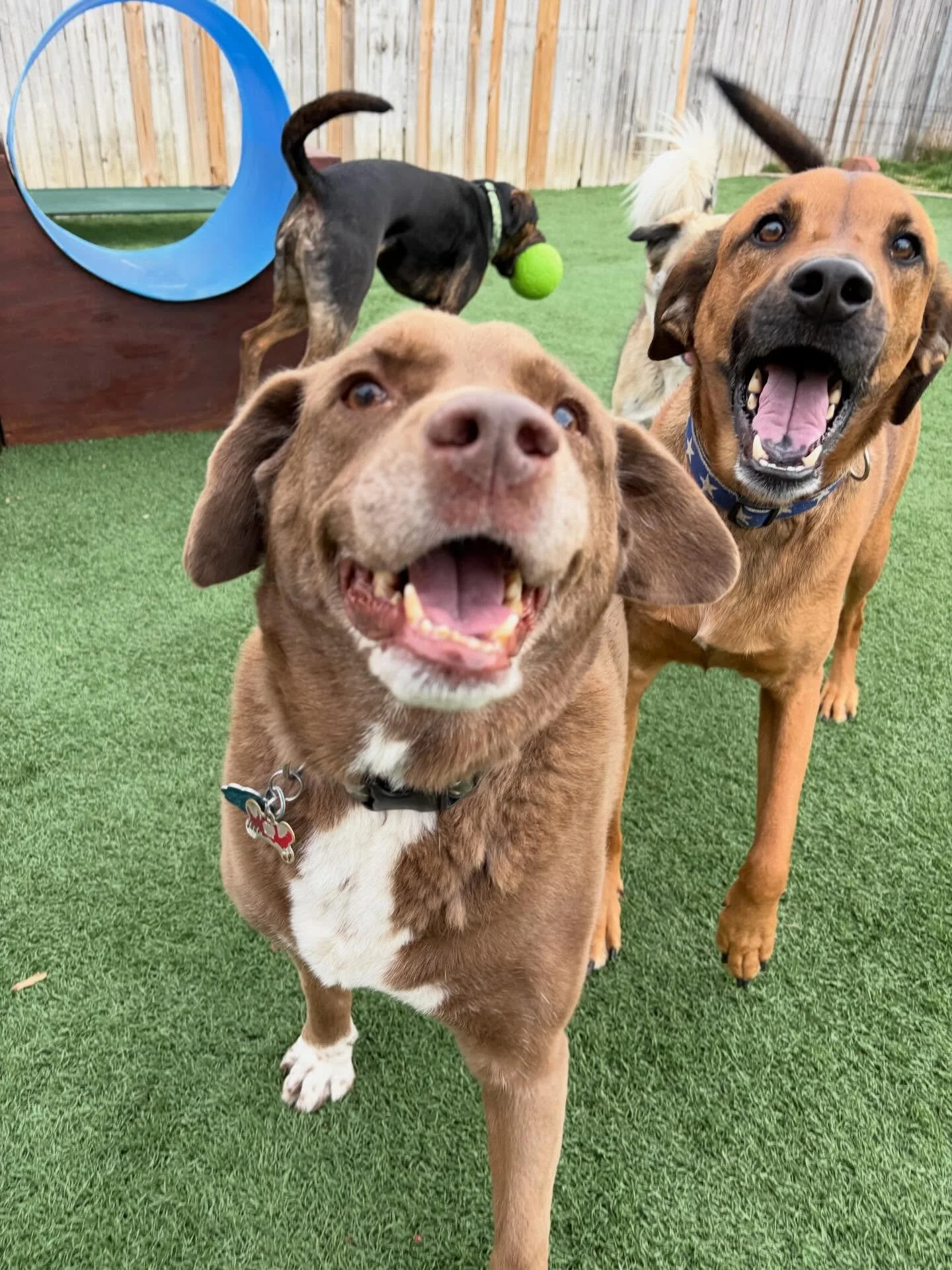 🐾 It&rsquo;s time to PAWty!

🚒 Keep swiping to hear the boys sing along with the fire truck 
.
.

💻 SSBoarding.net
Dog Boarding | Dog Training | Pet Sitting
.
.
.
#greenwoodindiana #indianapolisindiana #dogboarding #whitelandindiana