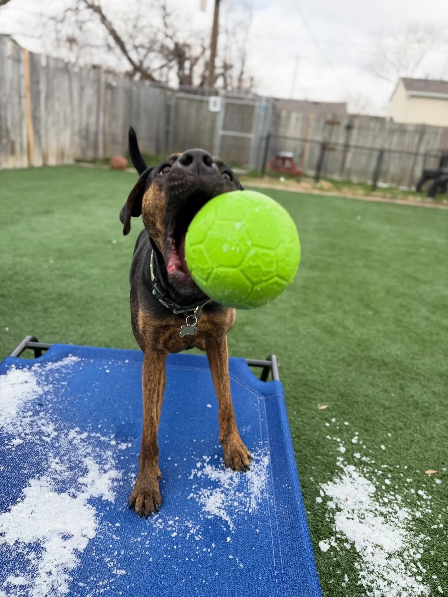 ❄️ Throwback Thursday!

🤔 Throwback to the day we had accumulating snow that melted a little later the same day. 
.
.

💻 SSBoarding.net
Dog Boarding | Dog Training | Pet Sitting
.
.
.
#indianapolisindiana #greenwoodindiana #indianadogboarding