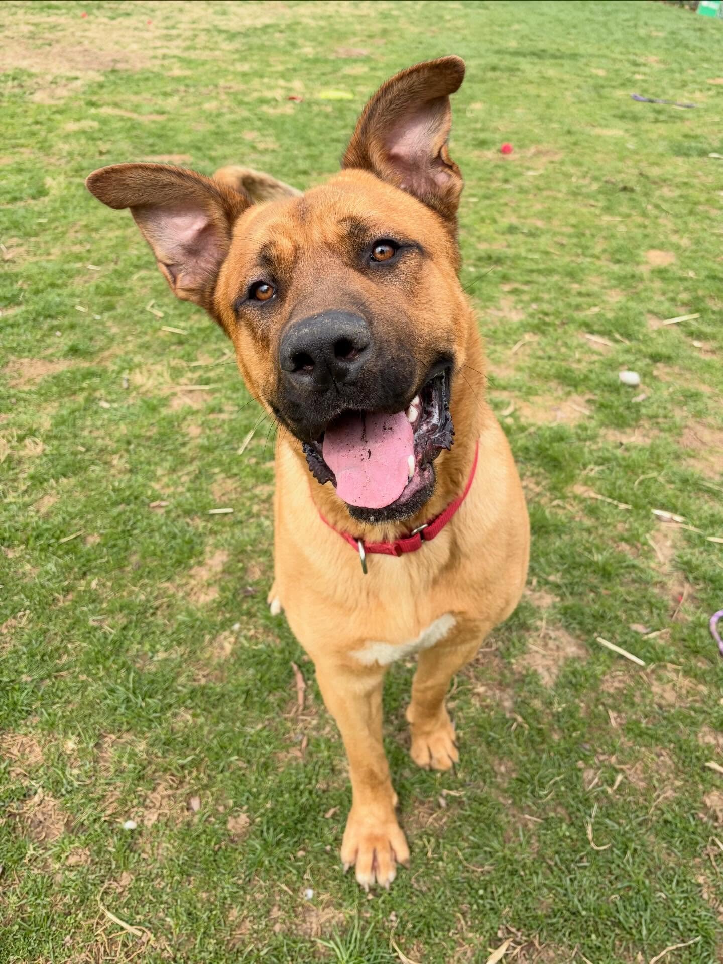 🥰 Meet Bo!

😍 Our friends at I Speak Woof Training are working with Bo while he waits to find his forever home. 

😘 Do you love big, goofy, derpy boys? Reach out to Andrea at I Speak Woof to find out more!
.
.

💻 SSBoarding.net
Dog Boarding | Dog