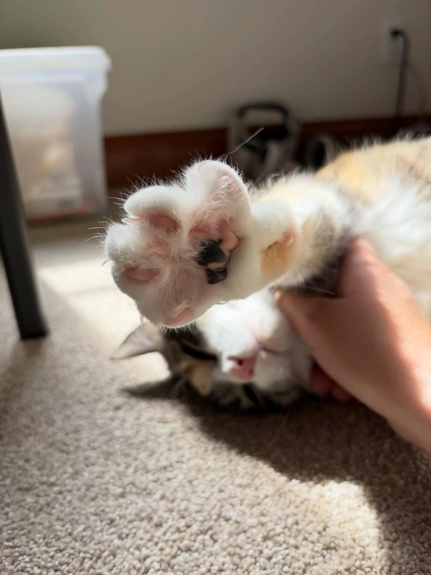 😇 Gumball loves her quality time. 
.
.

💻 SSBoarding.net
Dog Boarding | Dog Training | Pet Sitting
.
.
.
#greenwoodindiana #indianapetcare #indianapolisindiana #bargersvilleindiana