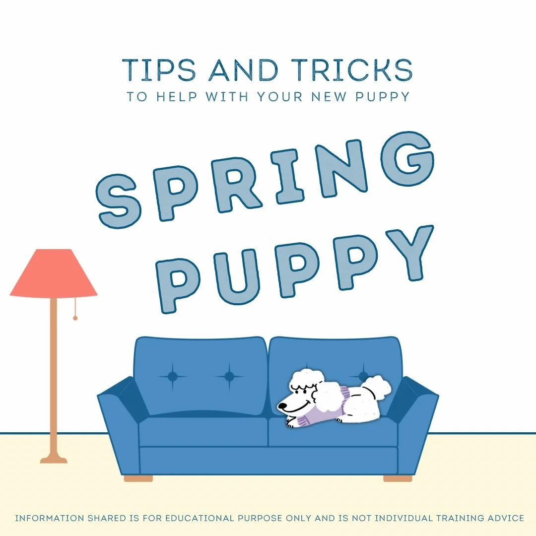 🌺 New puppy on the way? Check out some of our tips and tricks to make the transition home go smoothly!
.
.

💻 SSBoarding.net
Dog Boarding | Dog Training | Pet Sitting
.
.
.
#indianadogtraining #greenwoodindiana #indianapolisindiana #centergroveindi