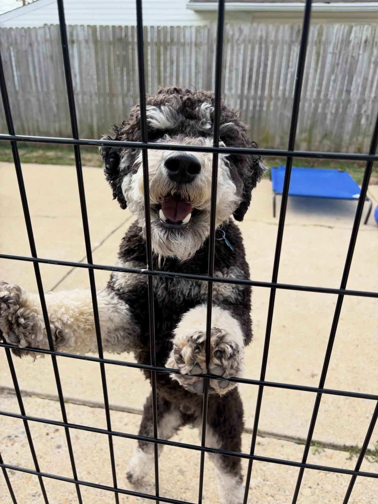 🚓 Inmate Walter is doing time for Possession Of A Stolen Toy. 

😂 If you can&rsquo;t do the time, don&rsquo;t do the crime. 
.
.

💻 SSBoarding.net
Dog Boarding | Dog Training | Pet Sitting
.
.
.
#indianapolisindiana #indianadogboarding #greenwoodi