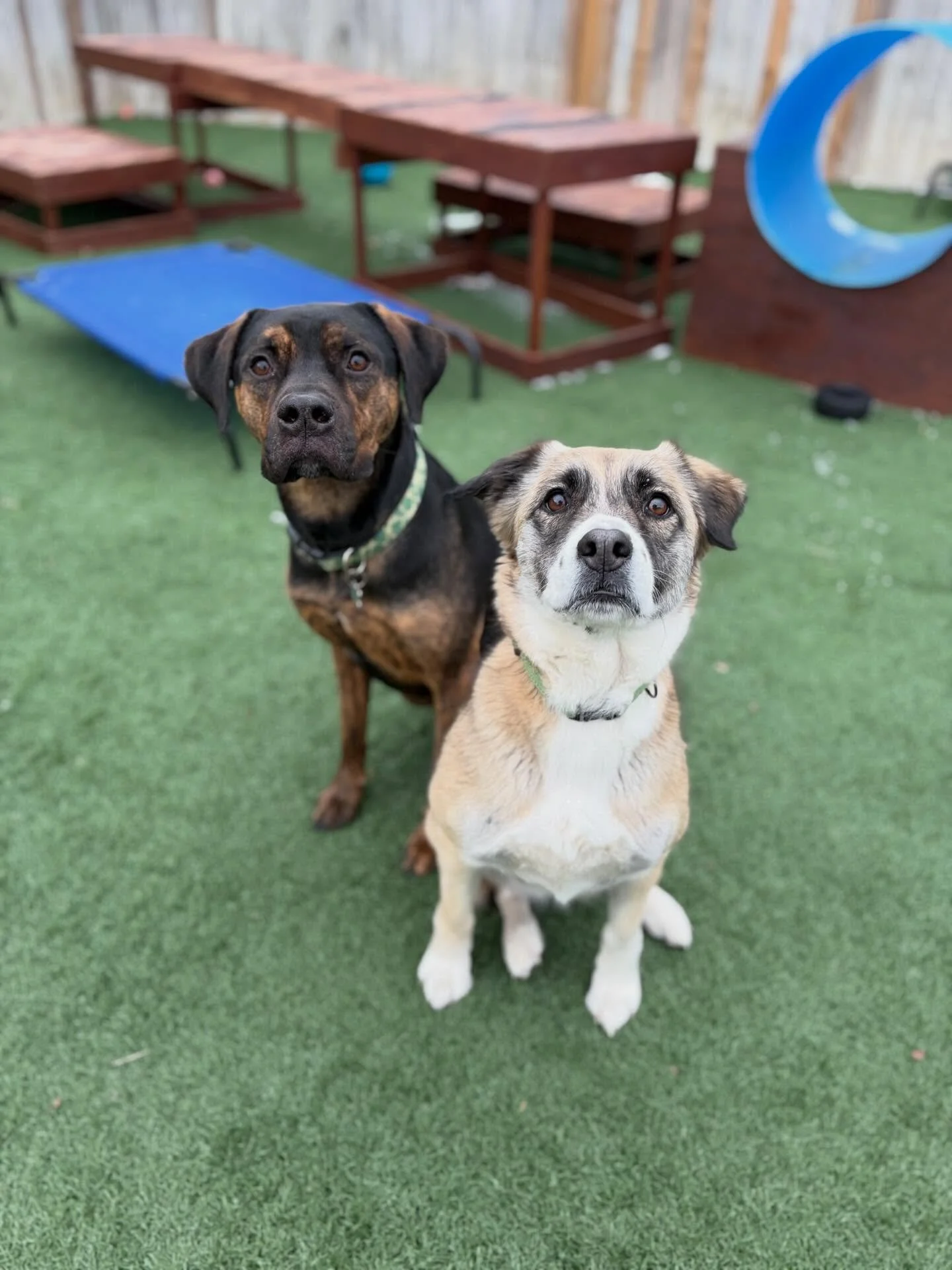 😆 There&rsquo;s only ONE thing Enzo loves more than playing with friends&hellip;.. and that&rsquo;s the green JollyPet ball. 
.
.

💻 SSBoarding.net
Dog Boarding | Dog Training | Pet Sitting
.
.
.
#indianadogboarding #doggiedaycare #greenwoodindiana