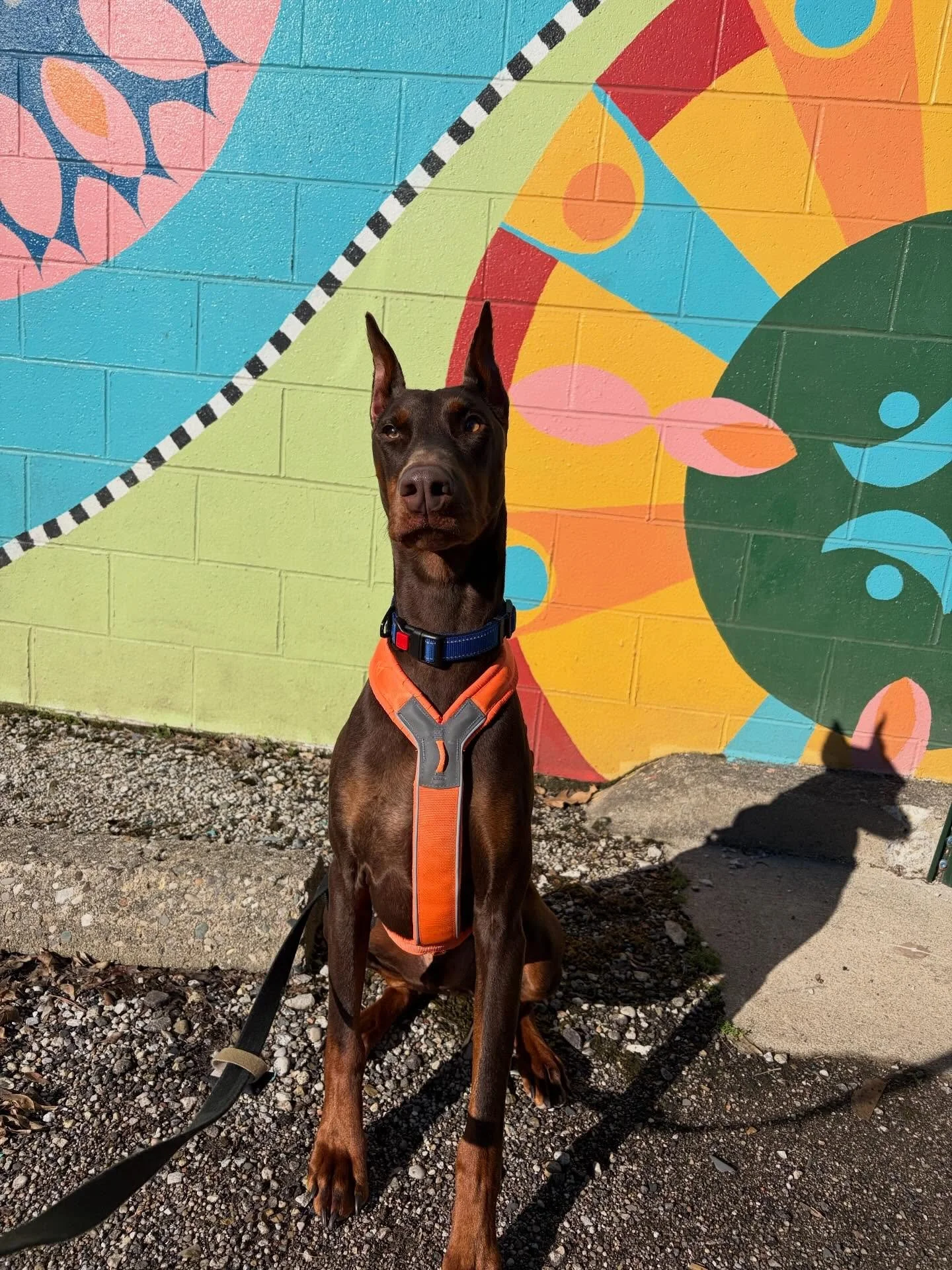 🤗 Thor loves quality time and adventures!
.
.

💻 SSBoarding.net
Dog Boarding | Dog Training | Pet Sitting
.
.
.
#indianadogtraining #greenwoodindiana #indiana #indianapolisindiana #indianadog