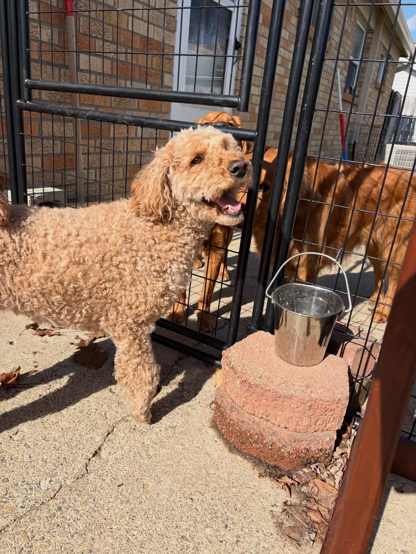 👸 Queen Rizzi is such a joy to be around. She&rsquo;s the sweetest, most carefree puppers. 

🥰 Want to play ball all day? No problem. Your wish is our command. 
.
.

💻 SSBoarding.net
Dog Boarding | Dog Training | Pet Sitting
.
.
.
#greenwoodindian