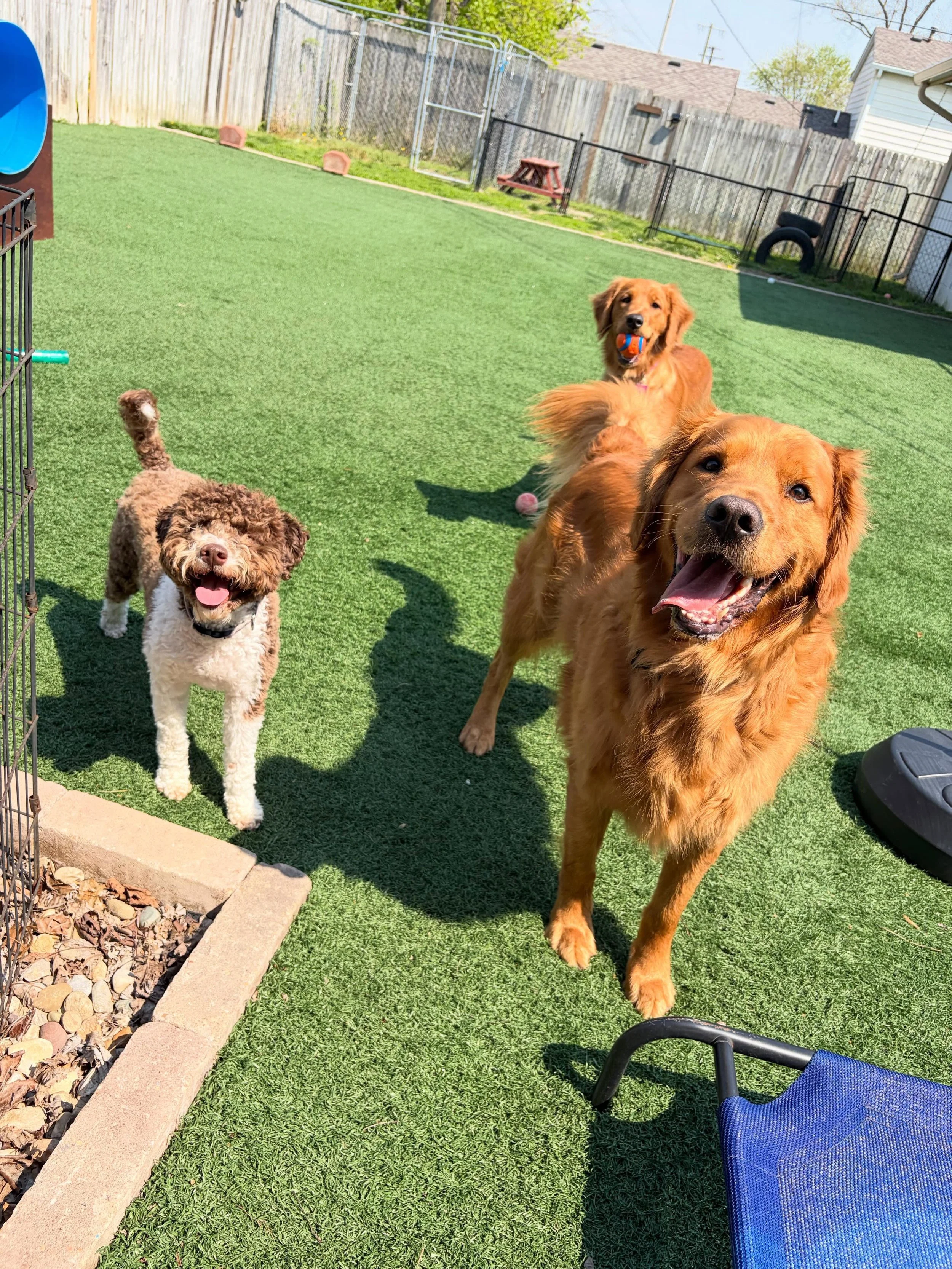🤘 It&rsquo;s time to party! 
.
.

💻 SSBoarding.net
Dog Boarding | Dog Training | Pet Sitting
.
.
#greenwoodindiana #dogboarding #doggiedaycare #indianasmallbusiness