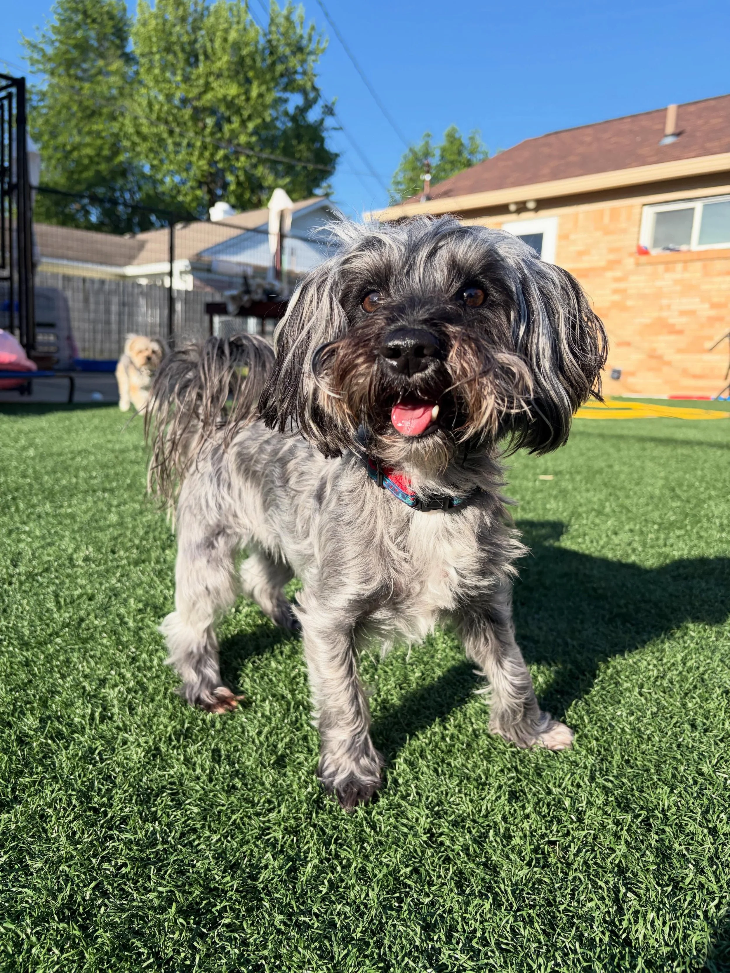 🔋 We love Remy and her endless supply of energy! She wakes up ready for adventure and fun!
.
.

💻 SSBoarding.net
Dog Boarding | Dog Training | Pet Sitting
.
.
.
#greenwoodindiana #indianapolisindiana #indianadog #indianasmallbusiness