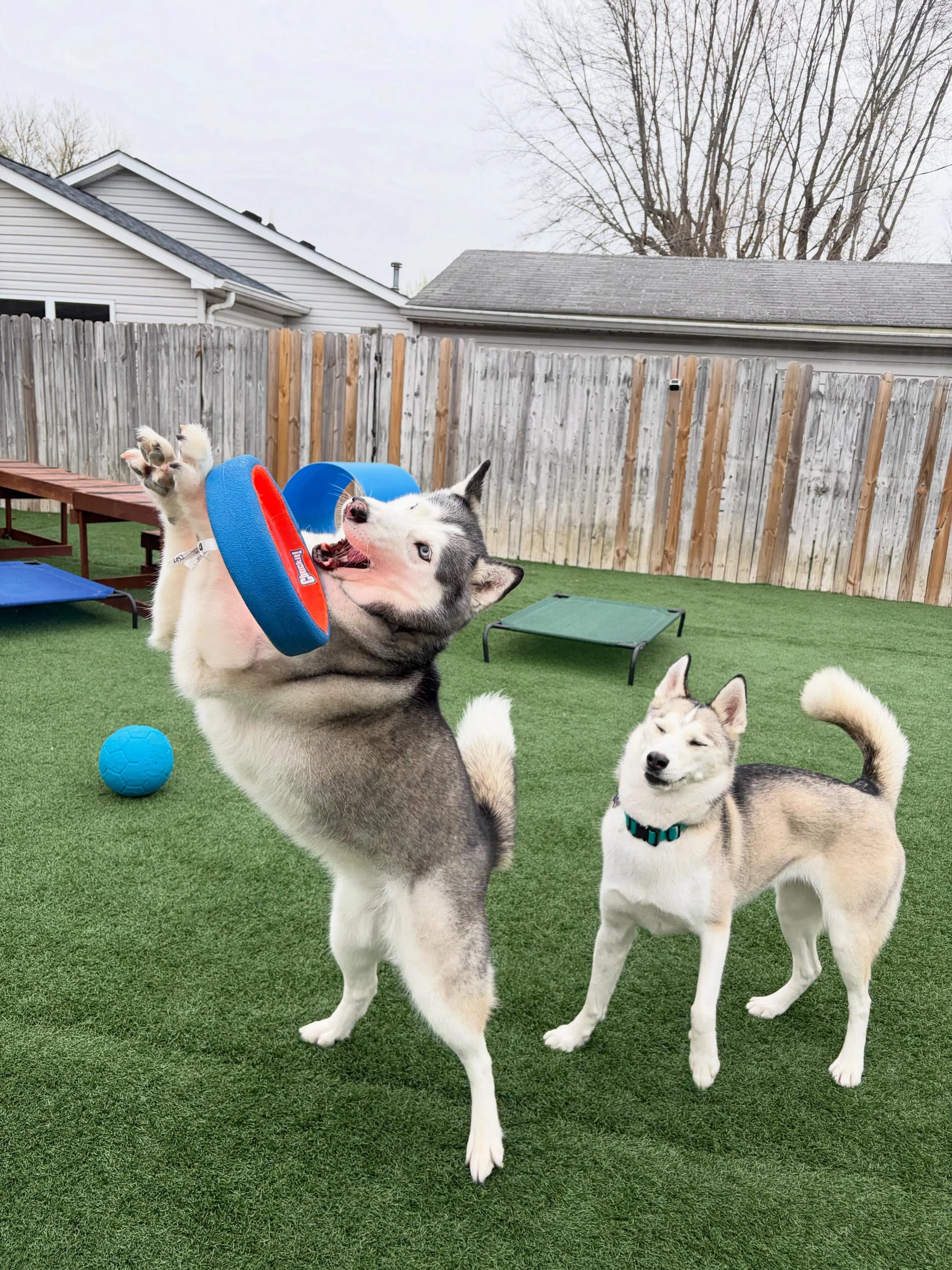 🎶 I got a pocket, got a pocket full of sunshine. 

💿 Who remembers making mixed CDs? If there&rsquo;s one breed I&rsquo;d trust to make a bang&rsquo;n playlist, it would 1,000% be Huskies. 
.
.

💻 SSBoarding.net
Dog Boarding | Dog Training | Pet S