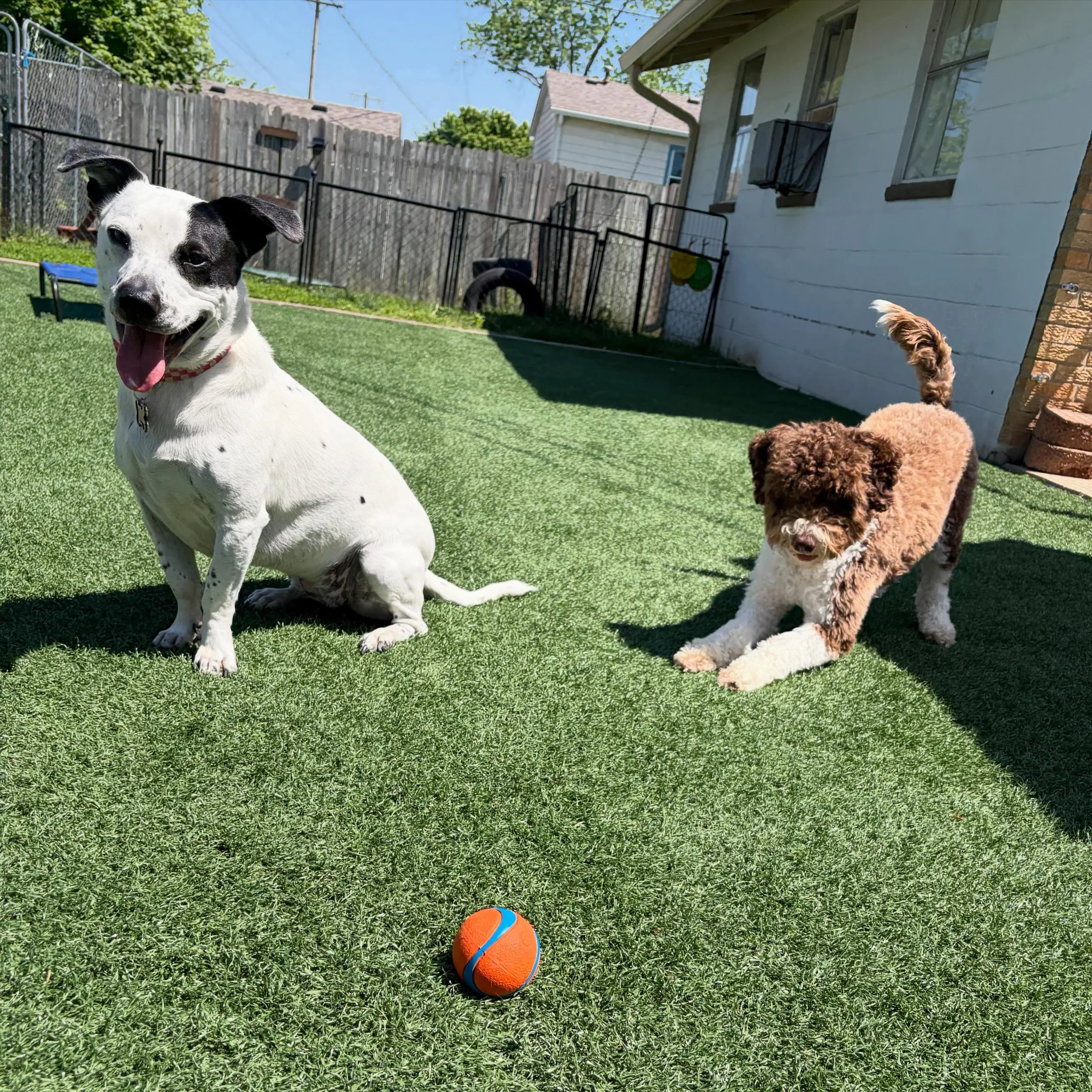 🎀 Maggie and Poppy love playing games together&hellip; chase, tag, wrestle, and fetch. They love it all!
.
.

💻 SSBoarding.net
Dog Boarding | Dog Training | Pet Sitting
.
.
.
#greenwoodindiana #smalltowngreenwood #indianapolisindiana