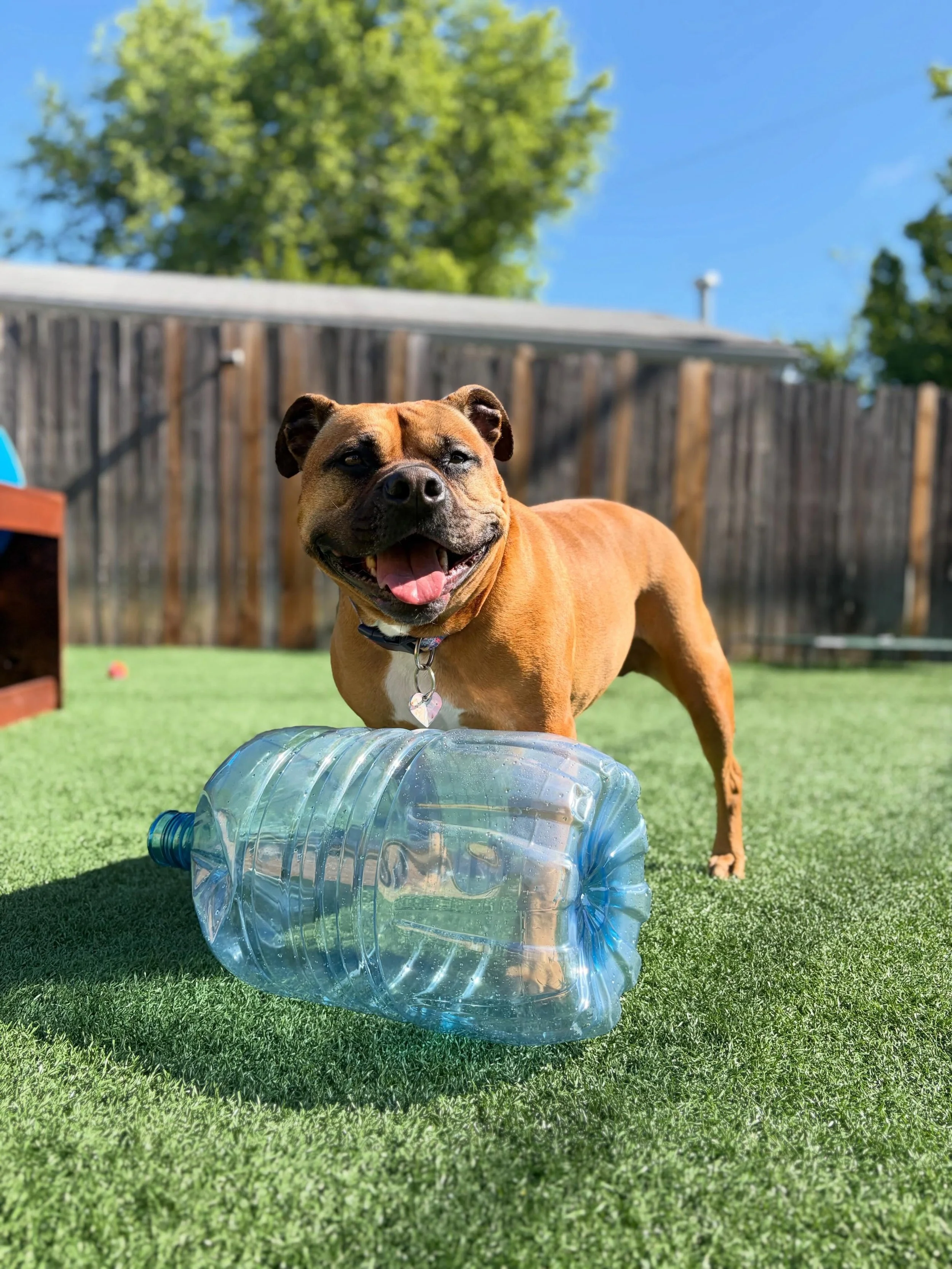 💁&zwj;♀️ Anything can be a toy when you have a care free spirit. Nala had a lot of fun playing with the empty jug&hellip;.. who knew something so simple would bring so much joy. 
.
.

💻 SSBoarding.net
Dog Boarding | Dog Training | Pet Sitting
.
.
.